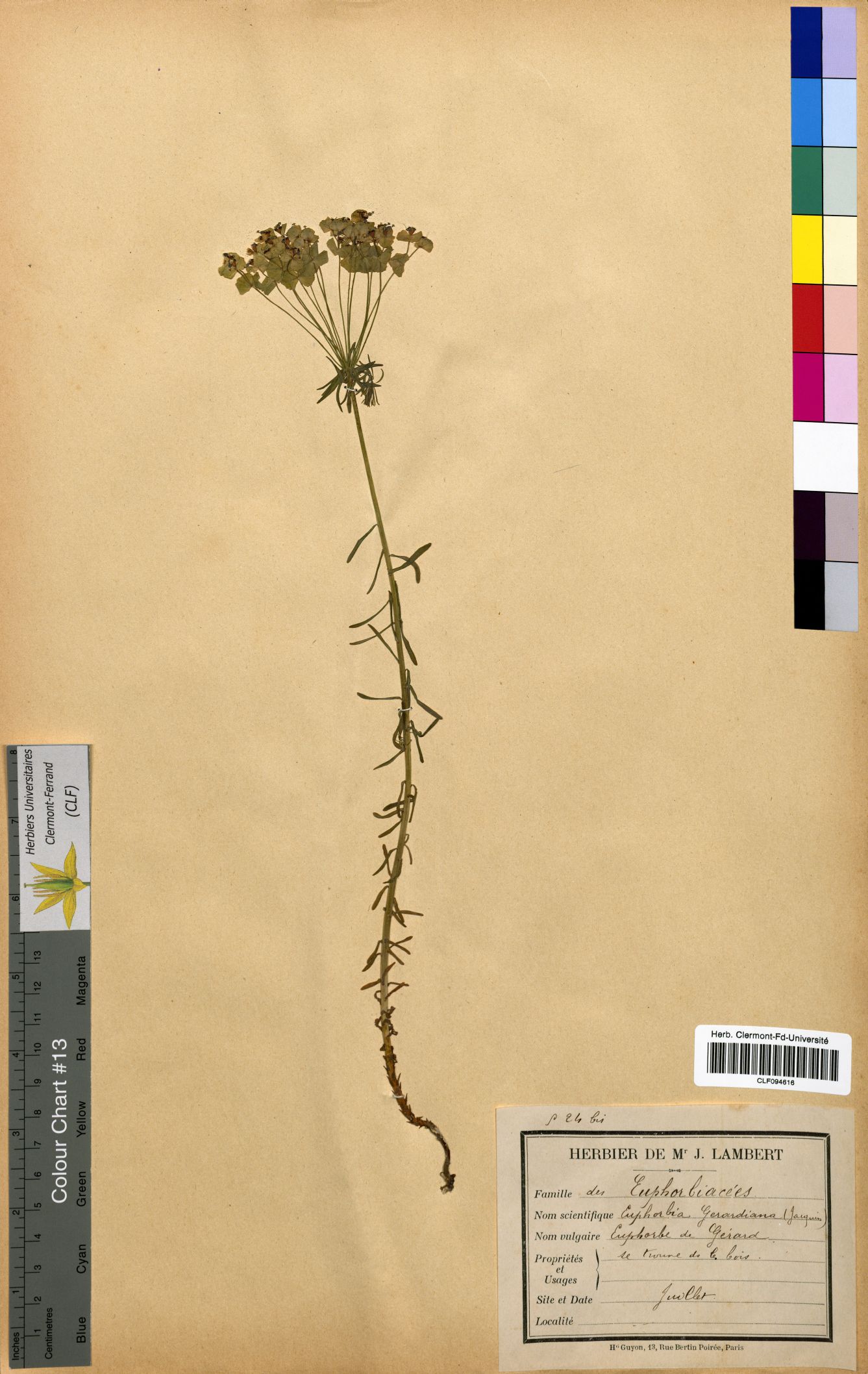 Euphorbia gerardiana CLF094616