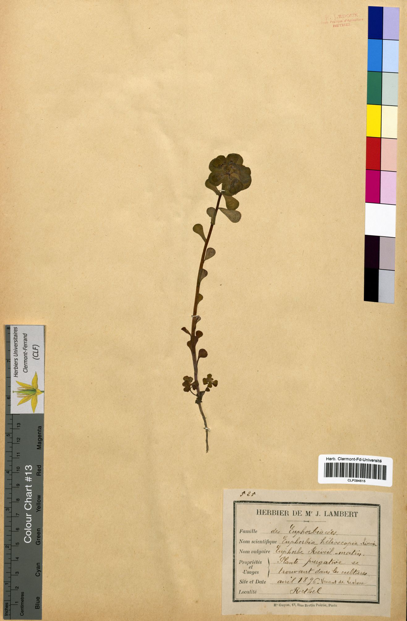 Euphorbia helioscopia CLF094615