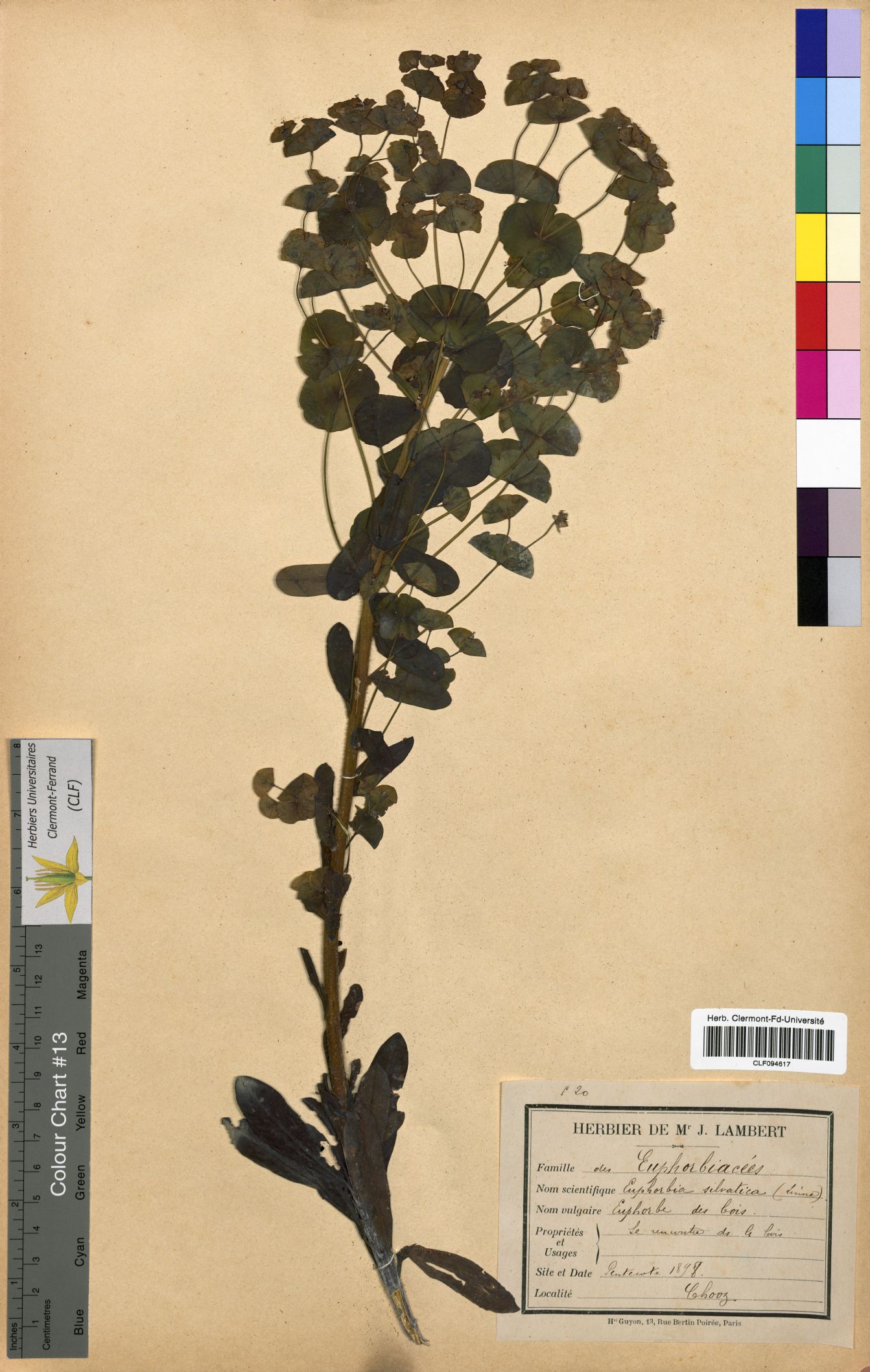 Euphorbia sylvatica CLF094617