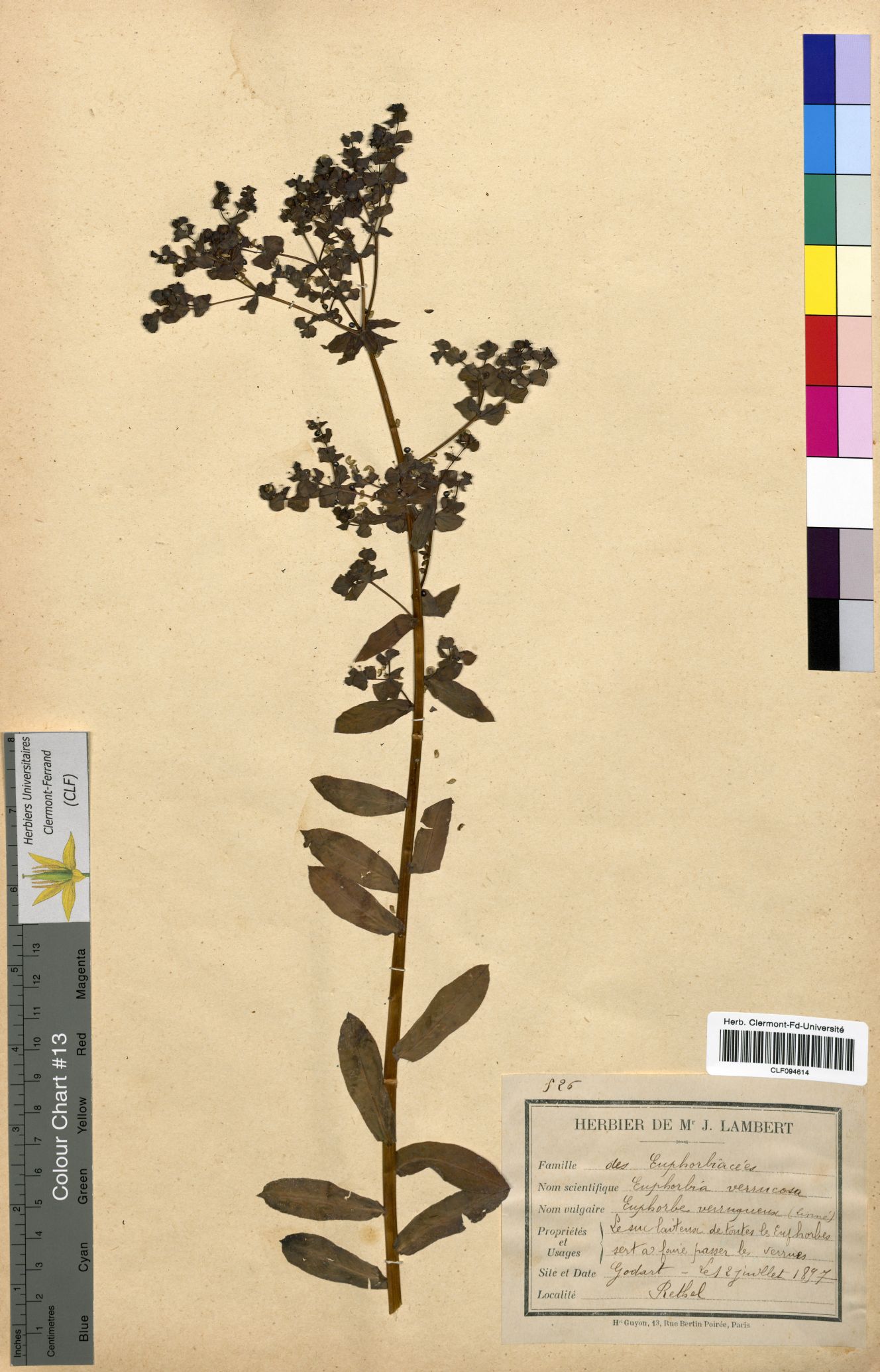 Euphorbia verrucosa CLF094614