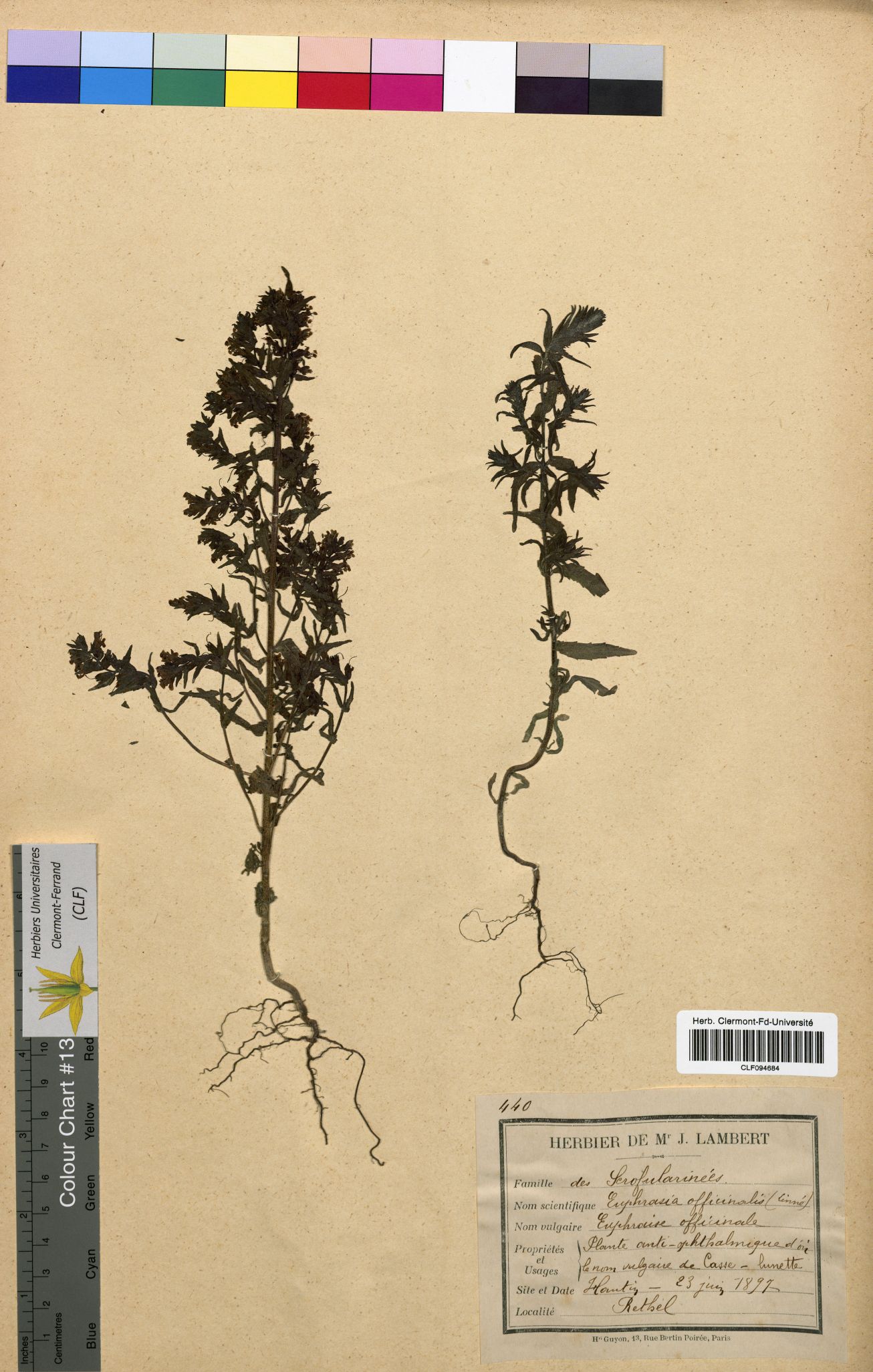 Euphrasia officinalis CLF094684