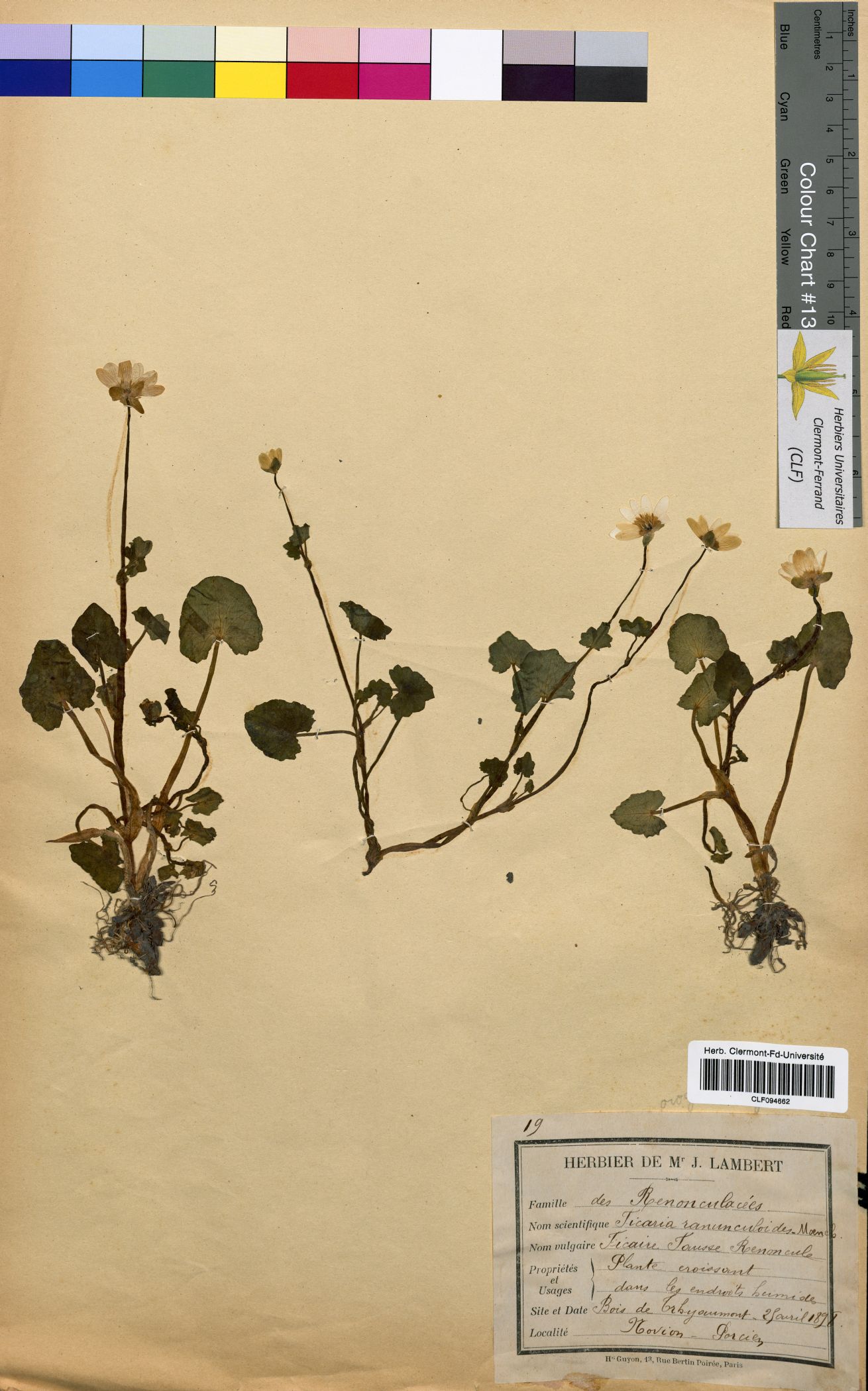 Ficaria ranunculoides CLF094662