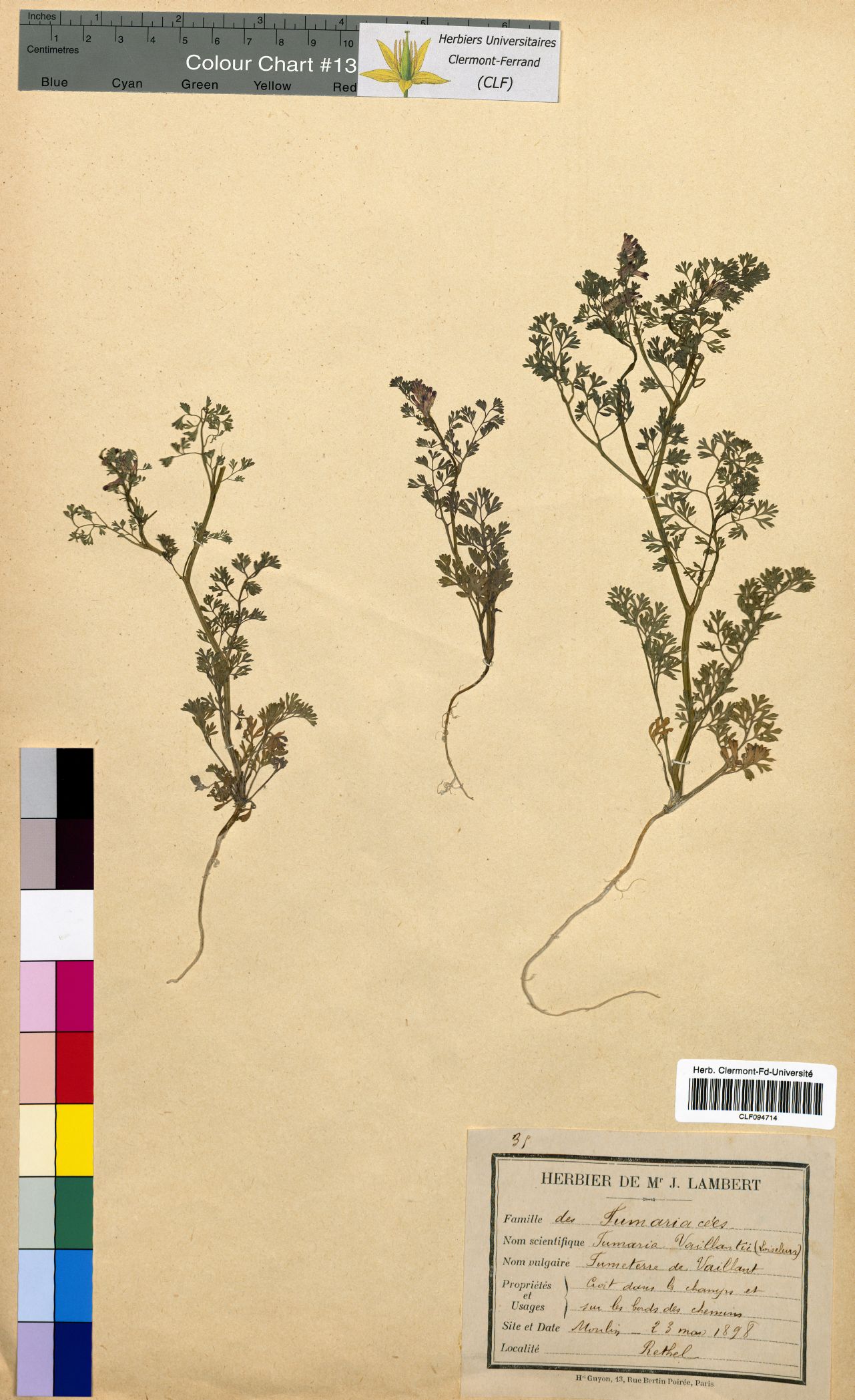 Fumaria vaillantil CLF094714