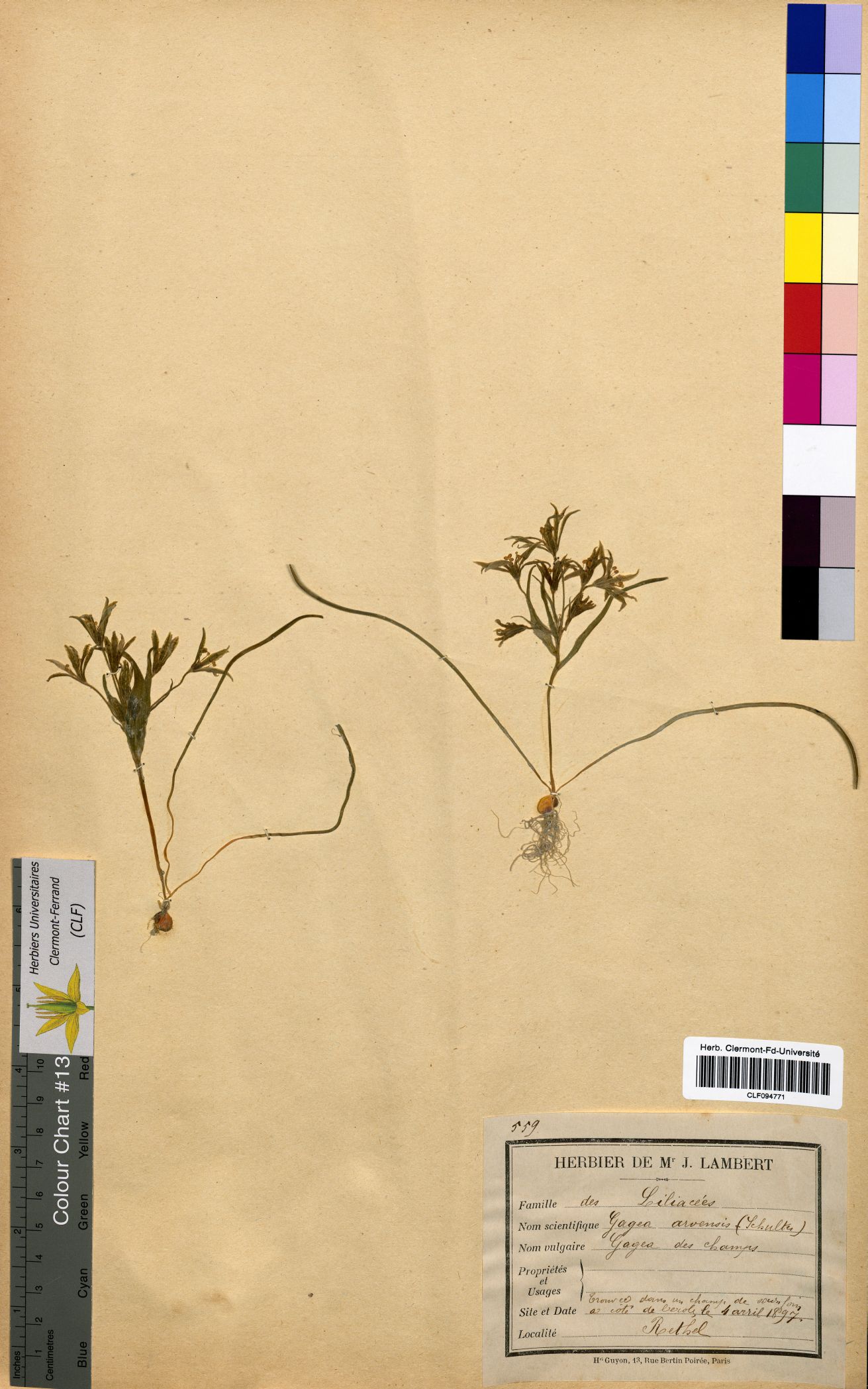 Gagea arvensis CLF094771