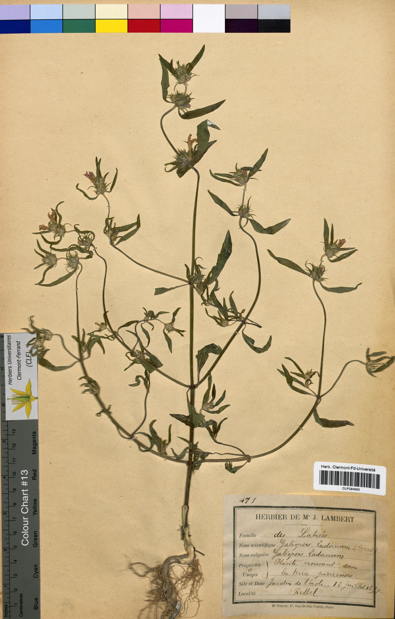 Galeopsis ladanum CLF094563