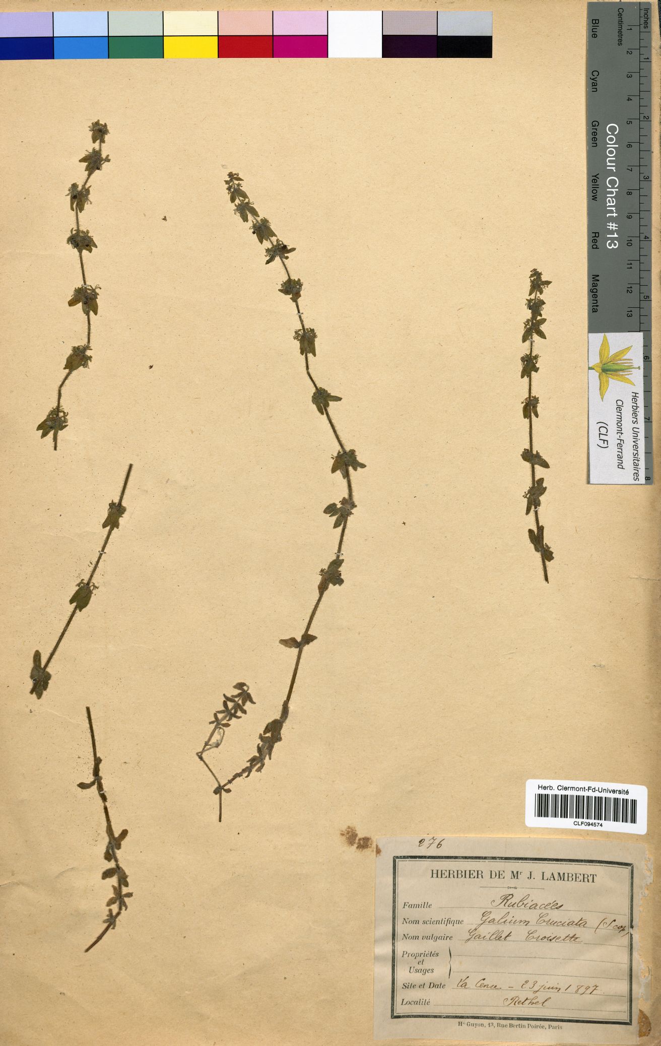 Galium cruciata CLF094574