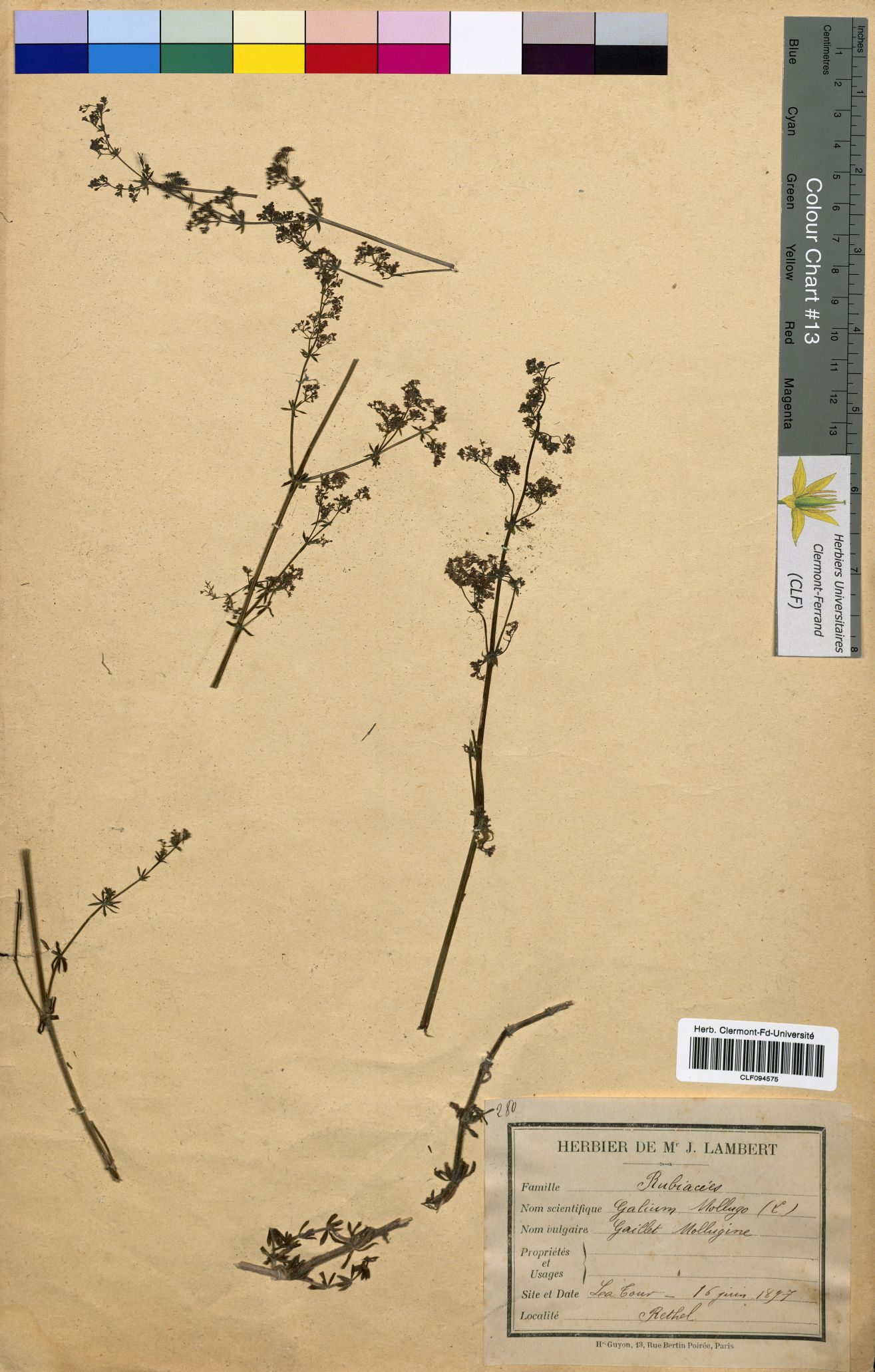 Galium mollugo CLF094575