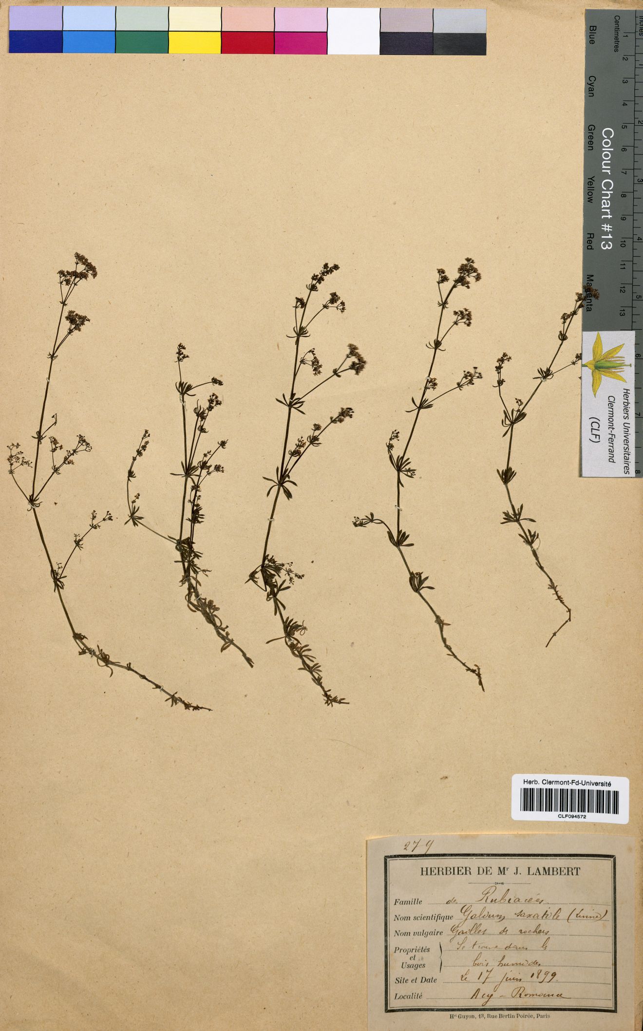 Galium saxatile CLF094572