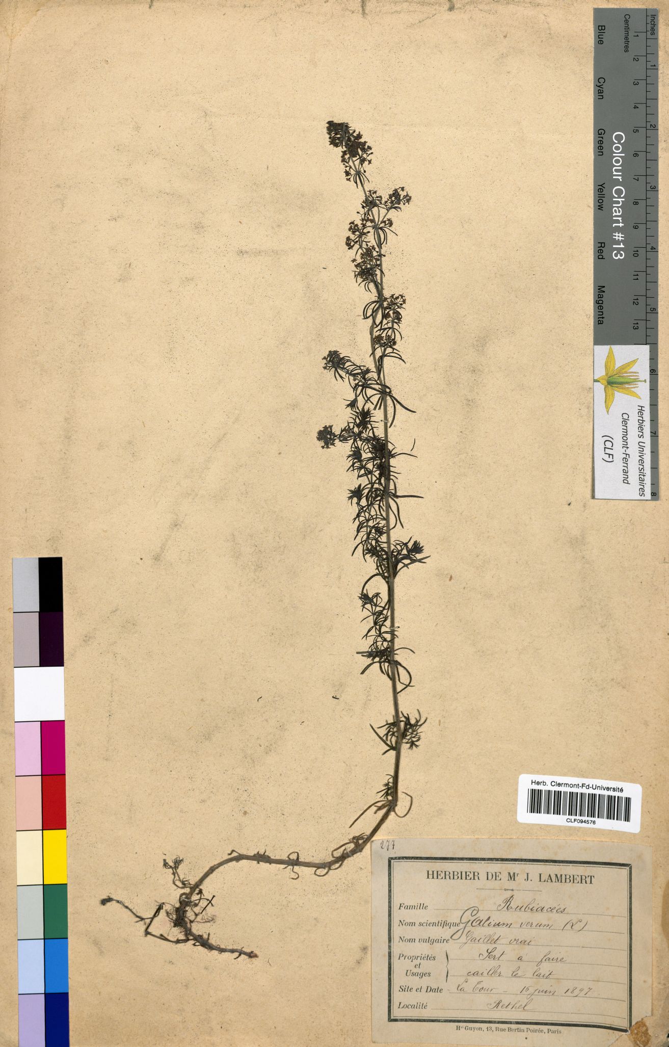 Galium verum CLF094576