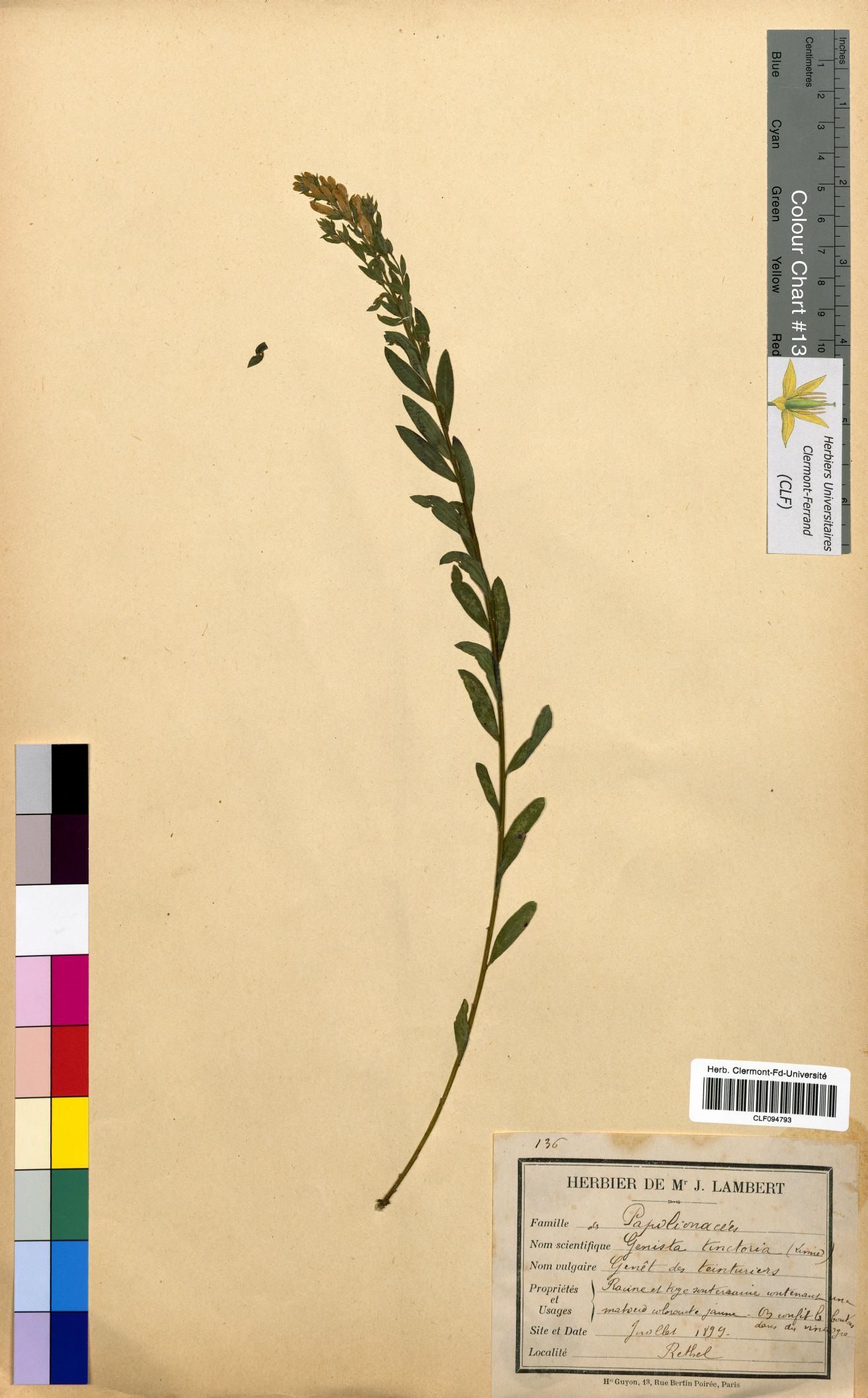 Genista tinctoria CLF094793