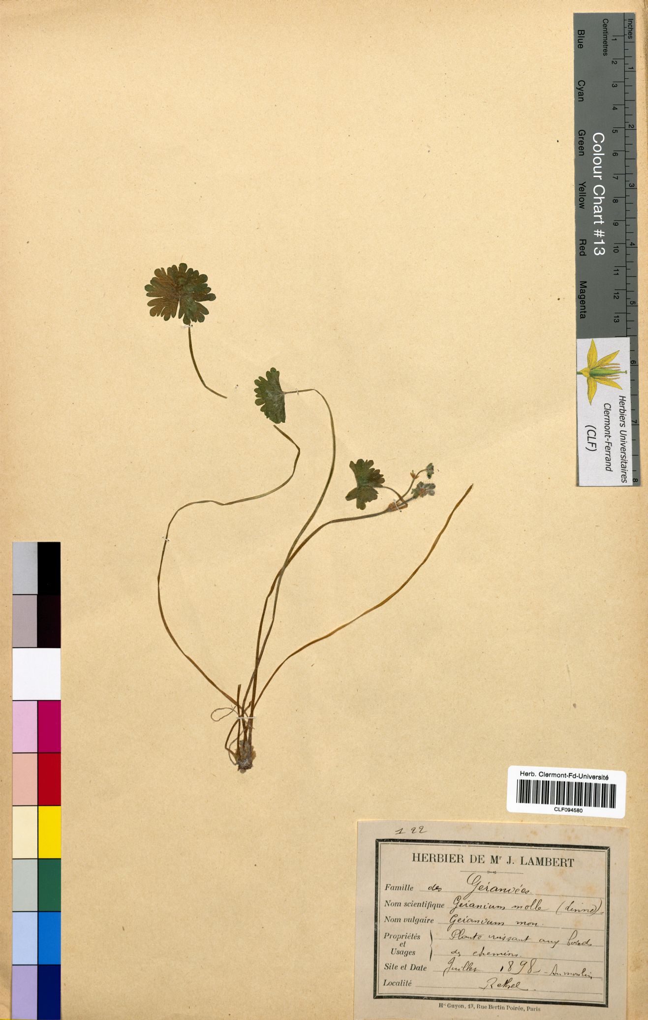 Geranium molle CLF094580