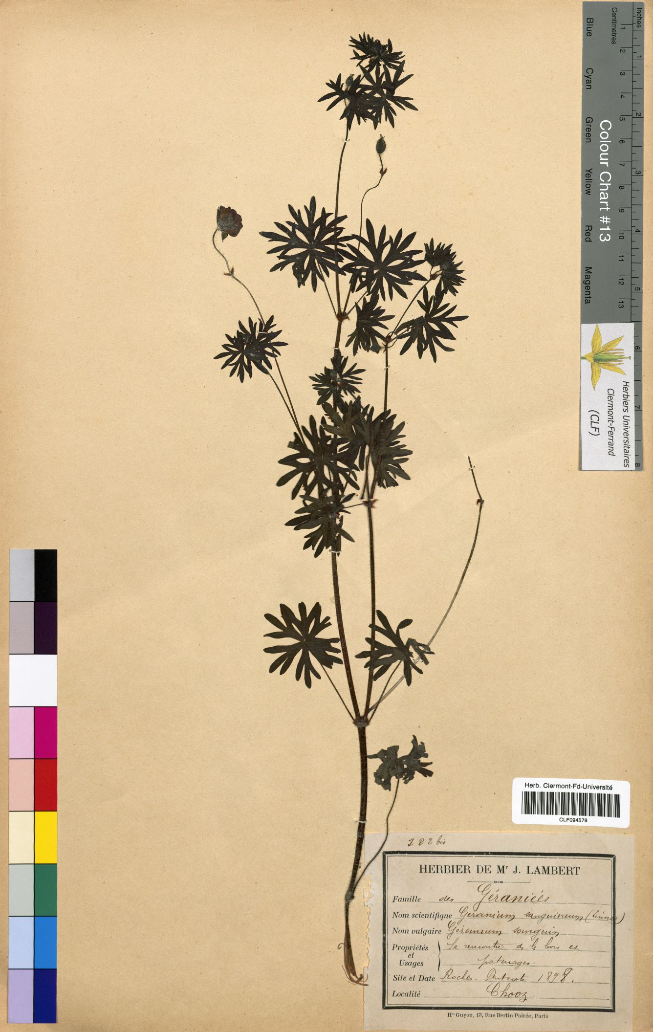 Geranium sanguineum CLF094579
