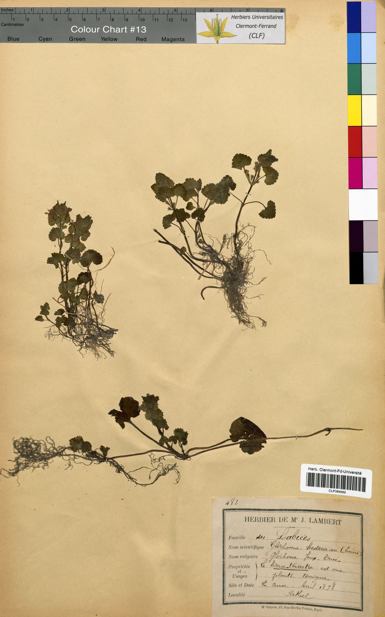 Glechoma hederacea CLF094562