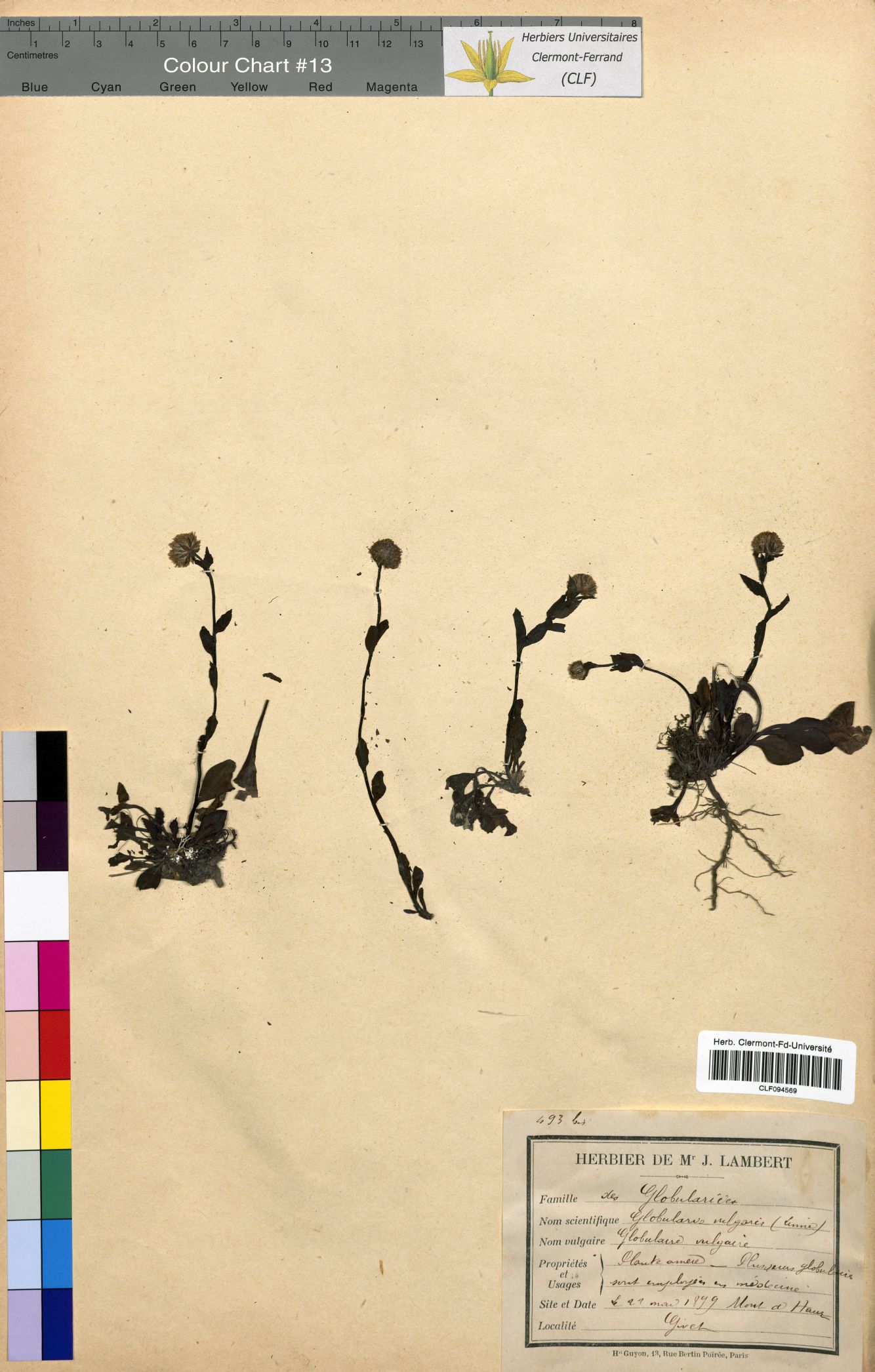 Globularia vulgaris CLF094569