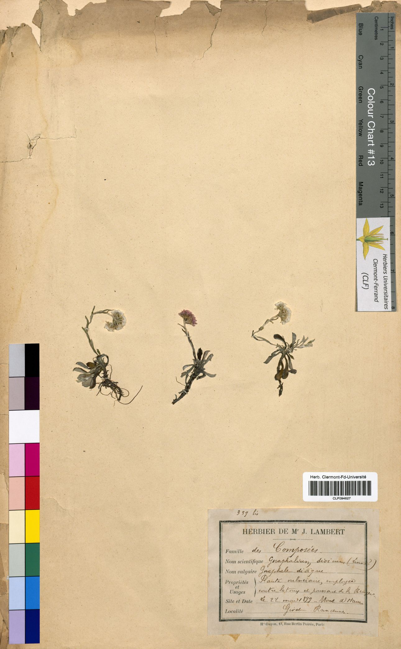 Gnaphalium dioicum CLF094627