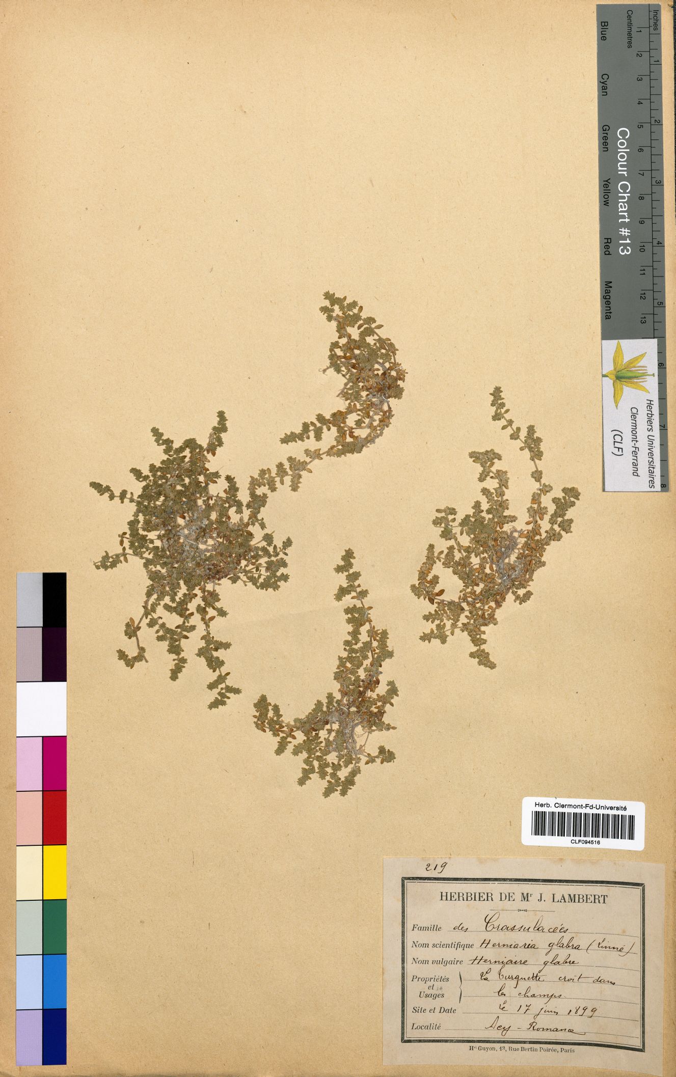 Herniaria glabra CLF094516