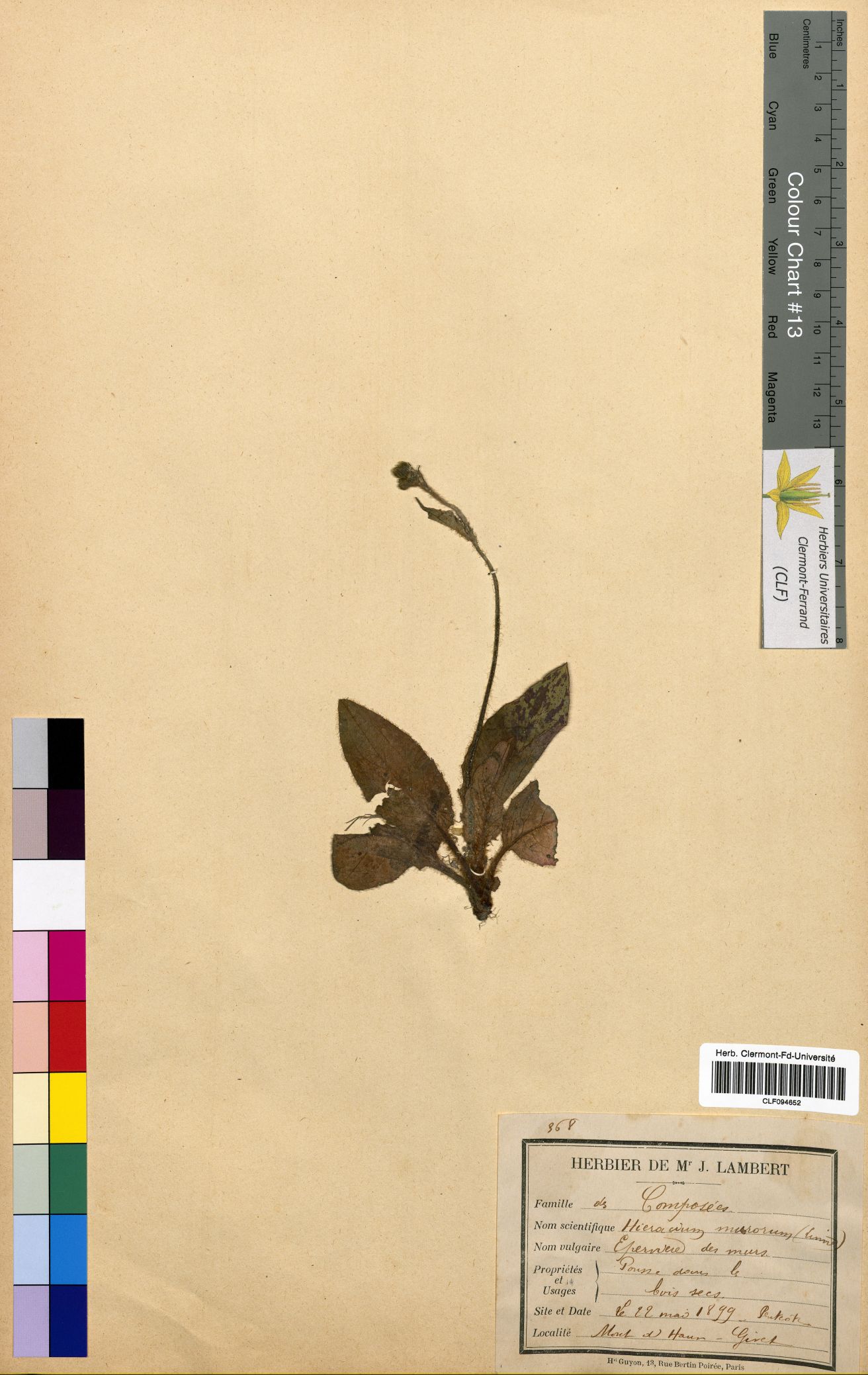 Hieracium murorum CLF094652