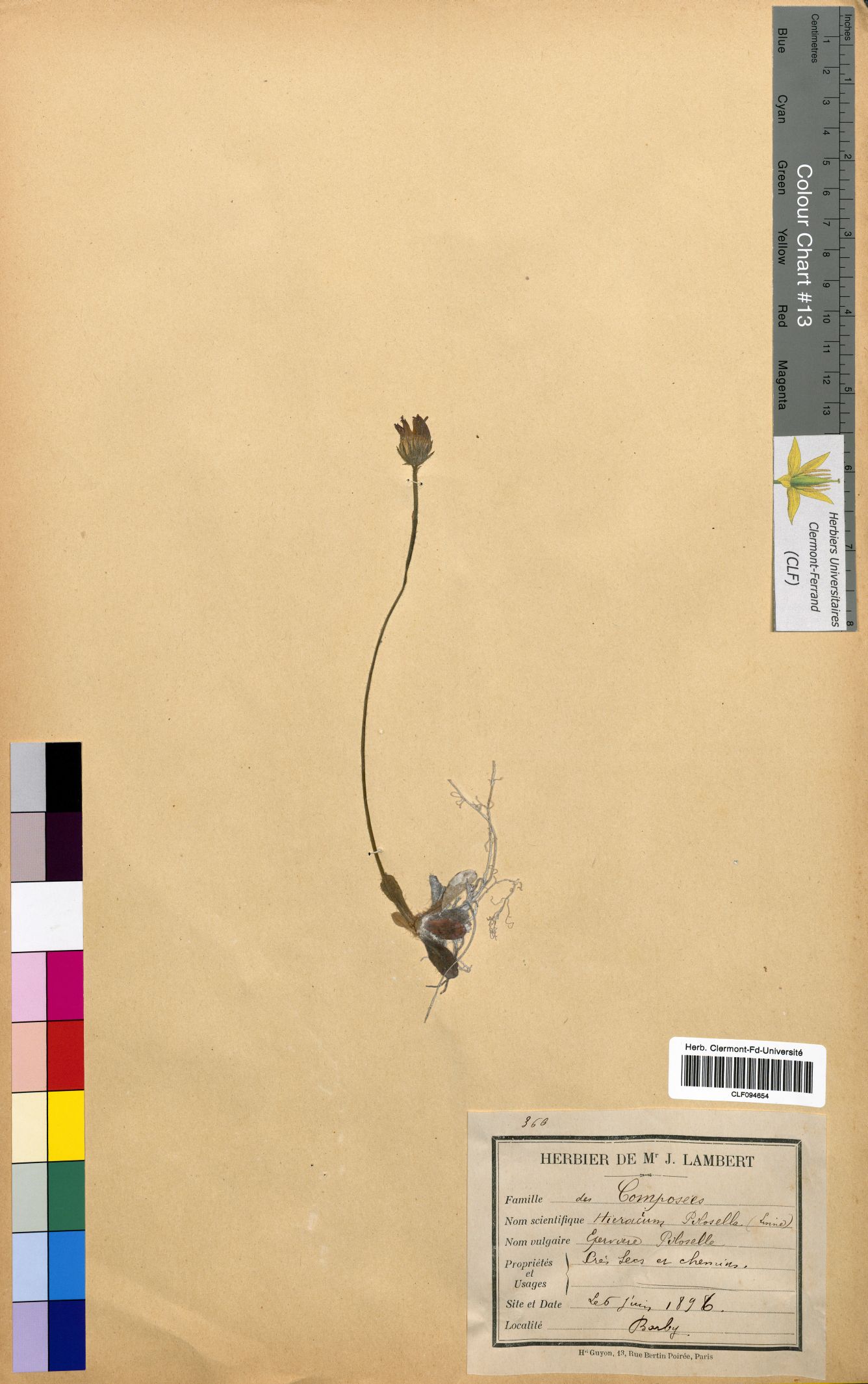 Hieracium pilosella CLF094654