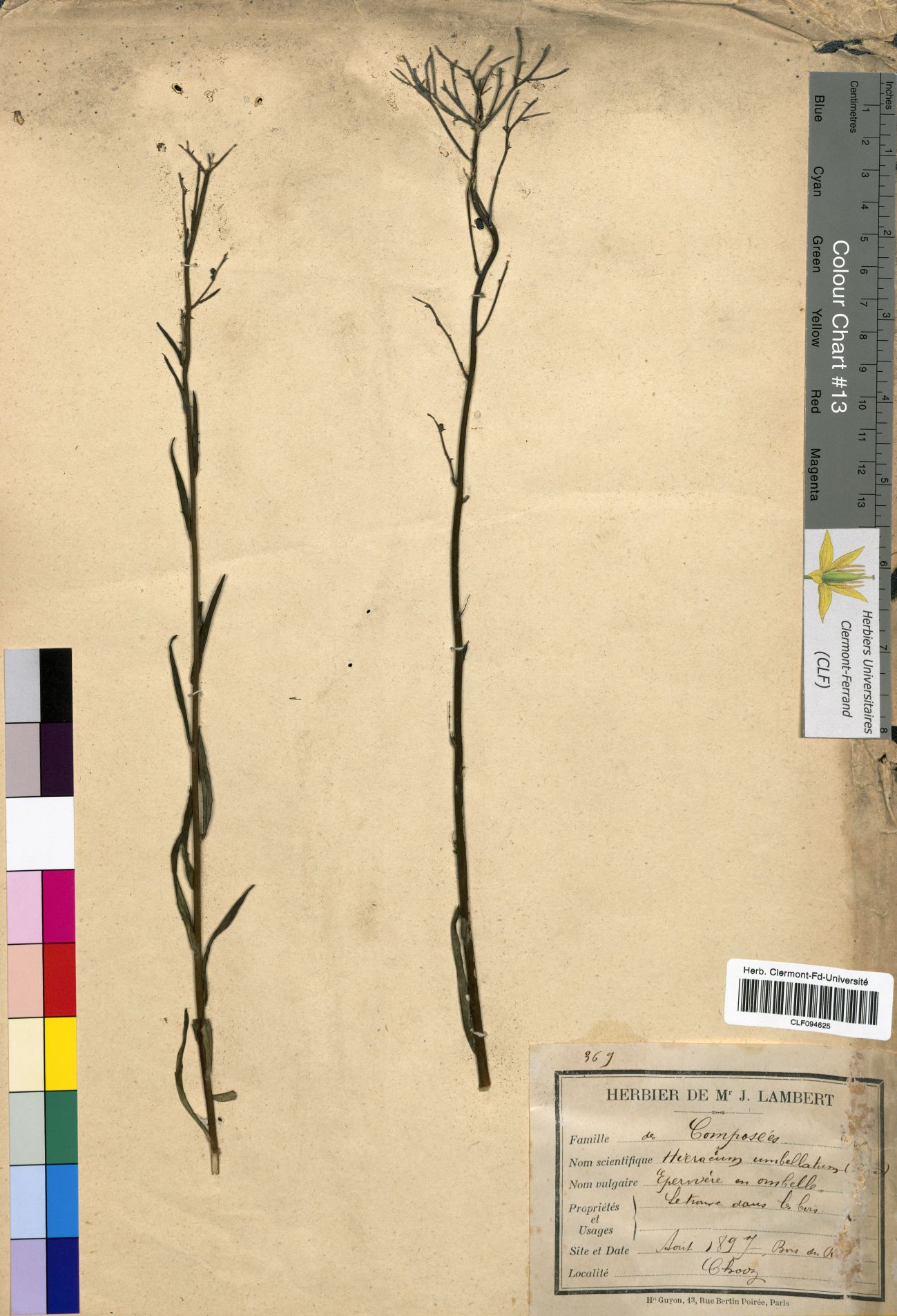 Hieracium umbellatum CLF094625