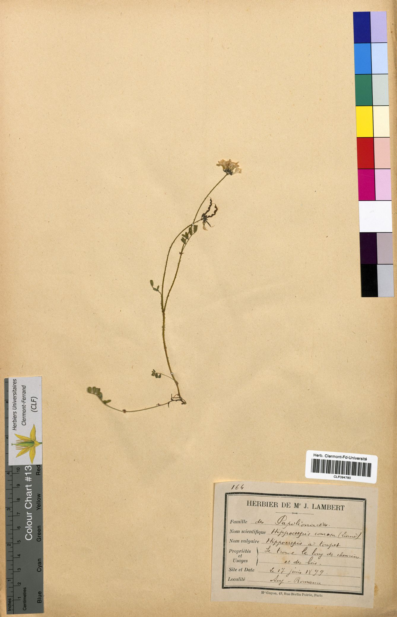 Hippocrepis comosa CLF094780