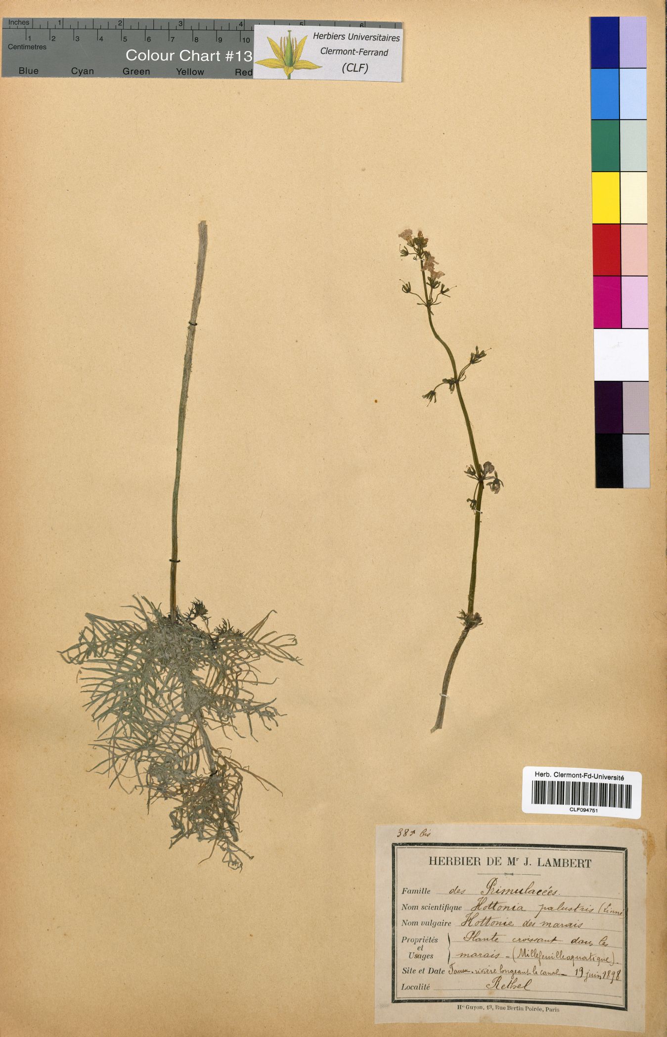Hottonia palustris CLF094751