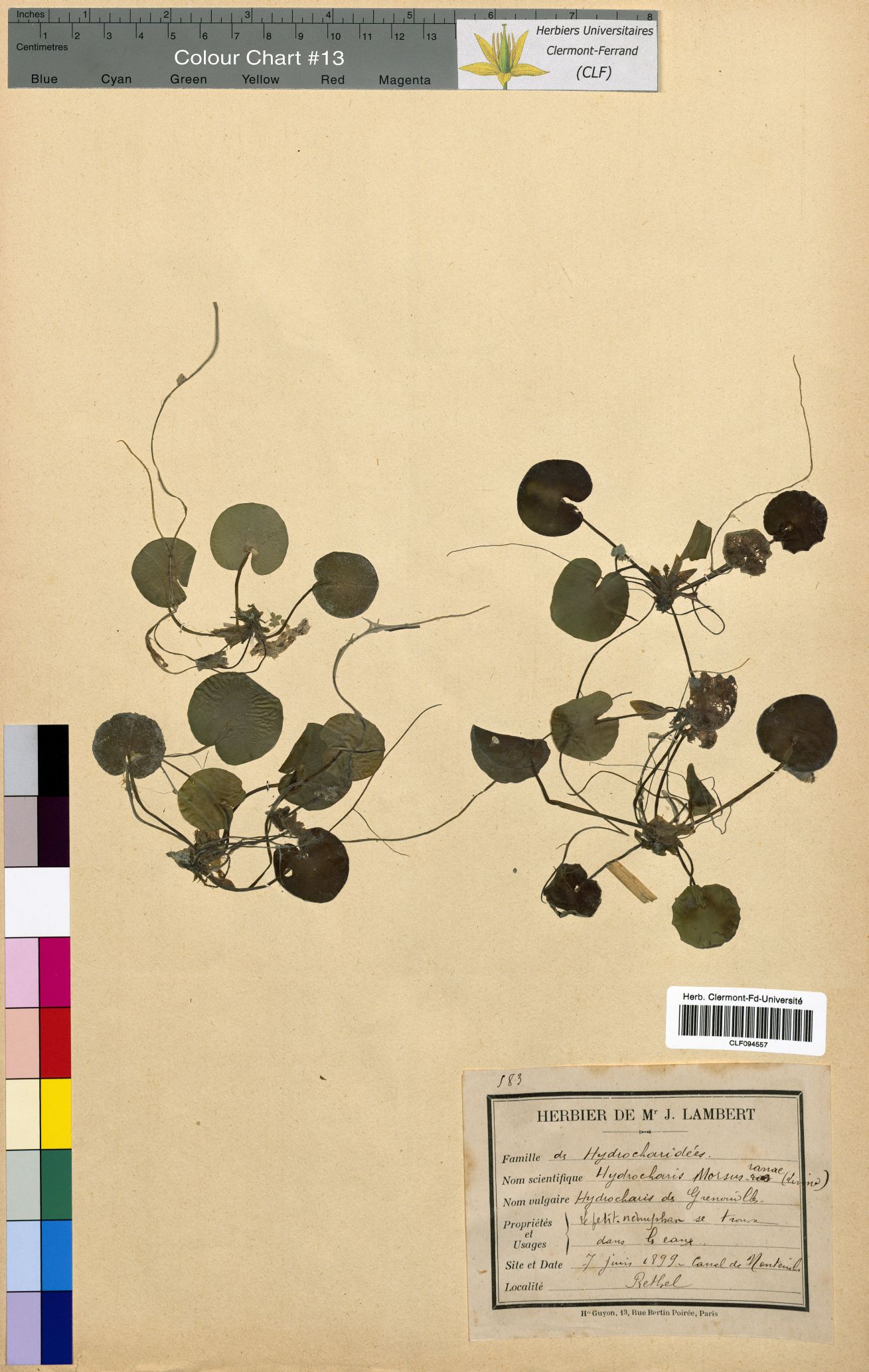 Hydrocharis morsus ranae CLF094557