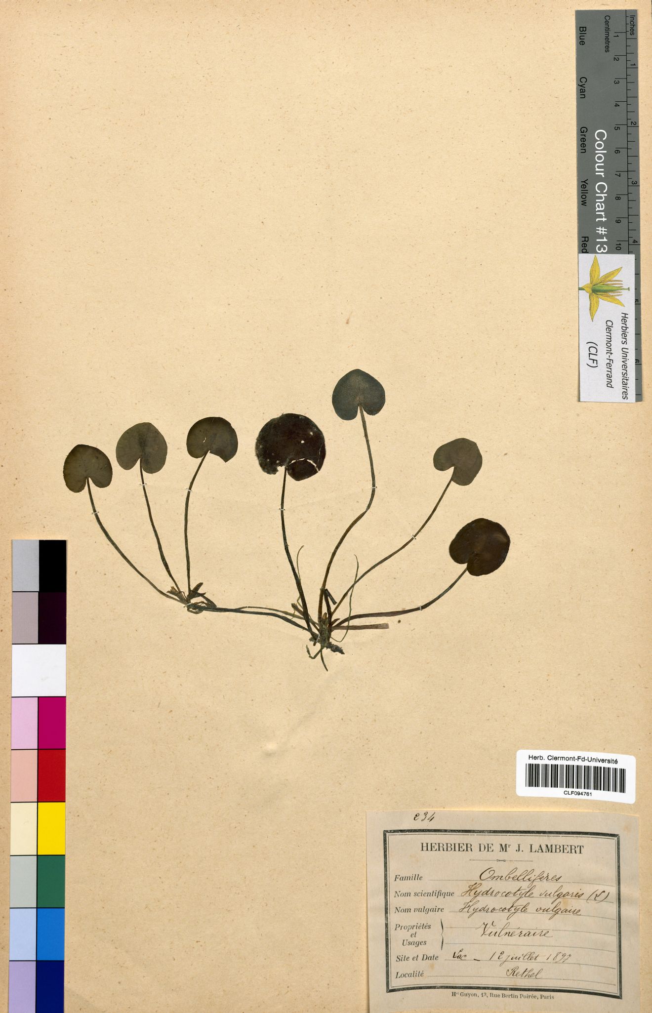 Hydrocotyle vulgaris CLF094761
