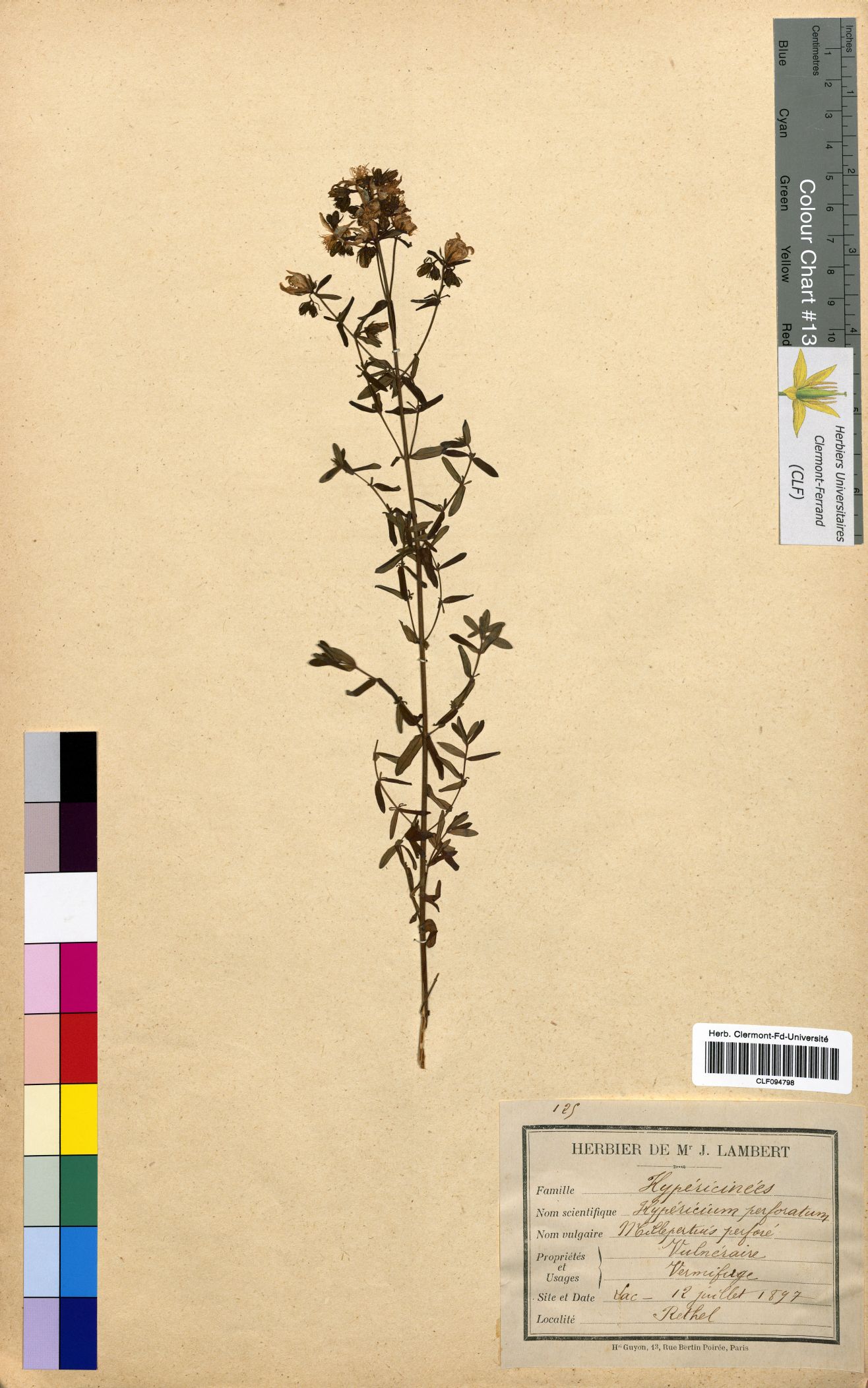 Hypericum perforatum CLF094798