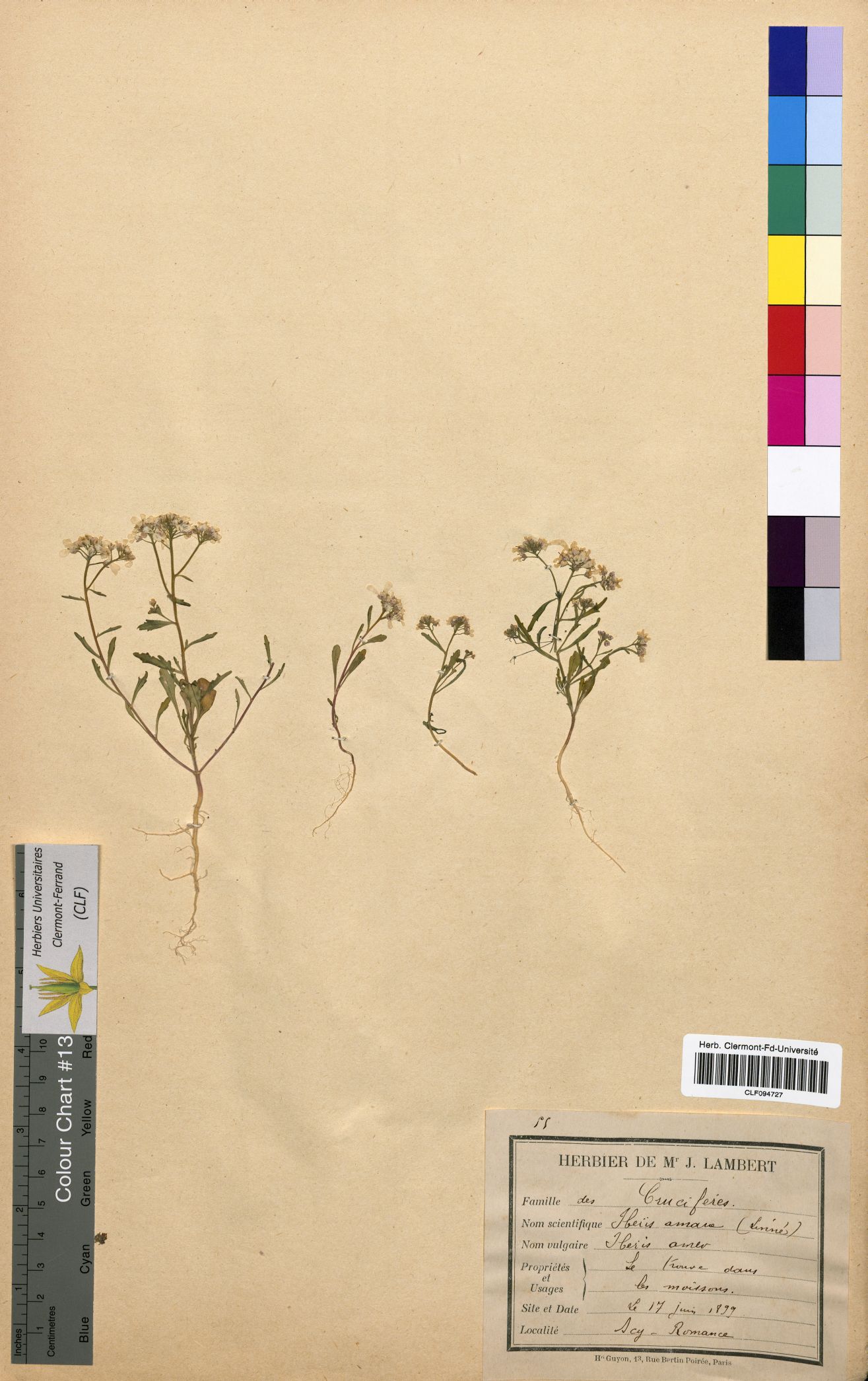 Iberis amara CLF094727
