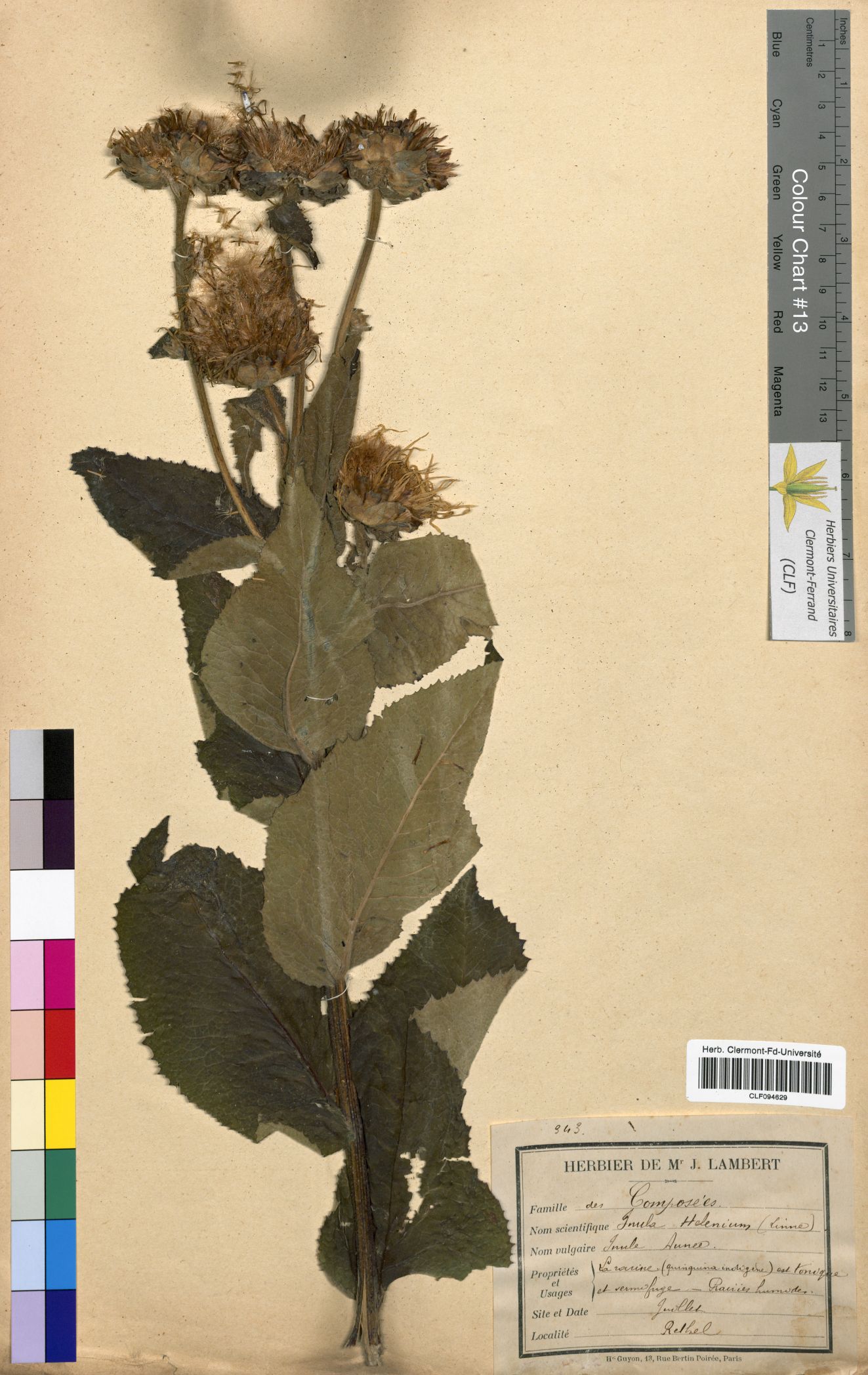 Inula helenium CLF094629