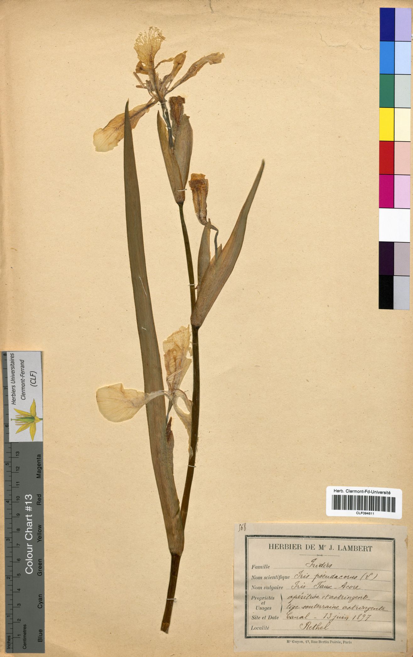 Iris pseudacorus CLF094611