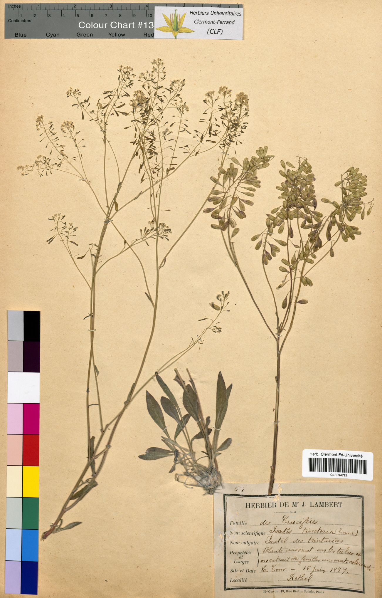 Isatis tinctoria CLF094721