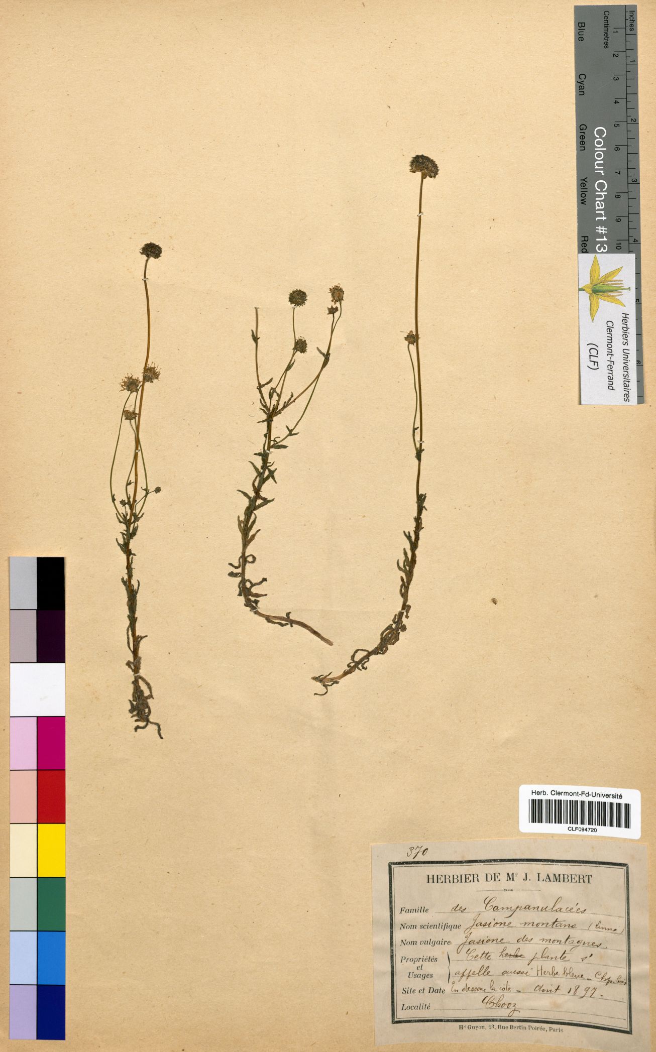 Jasione montana CLF094720
