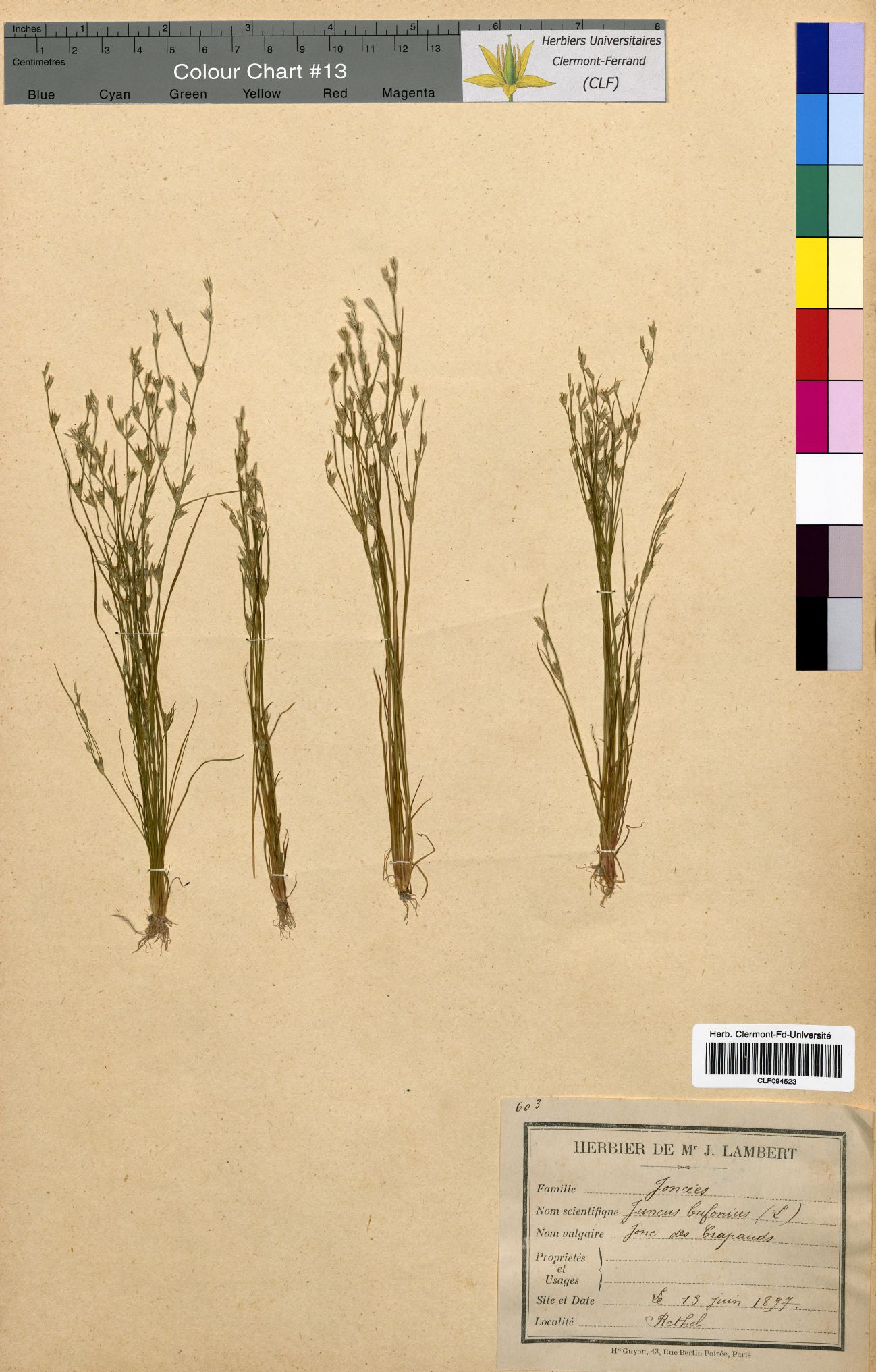 Juncus bufonius CLF094523