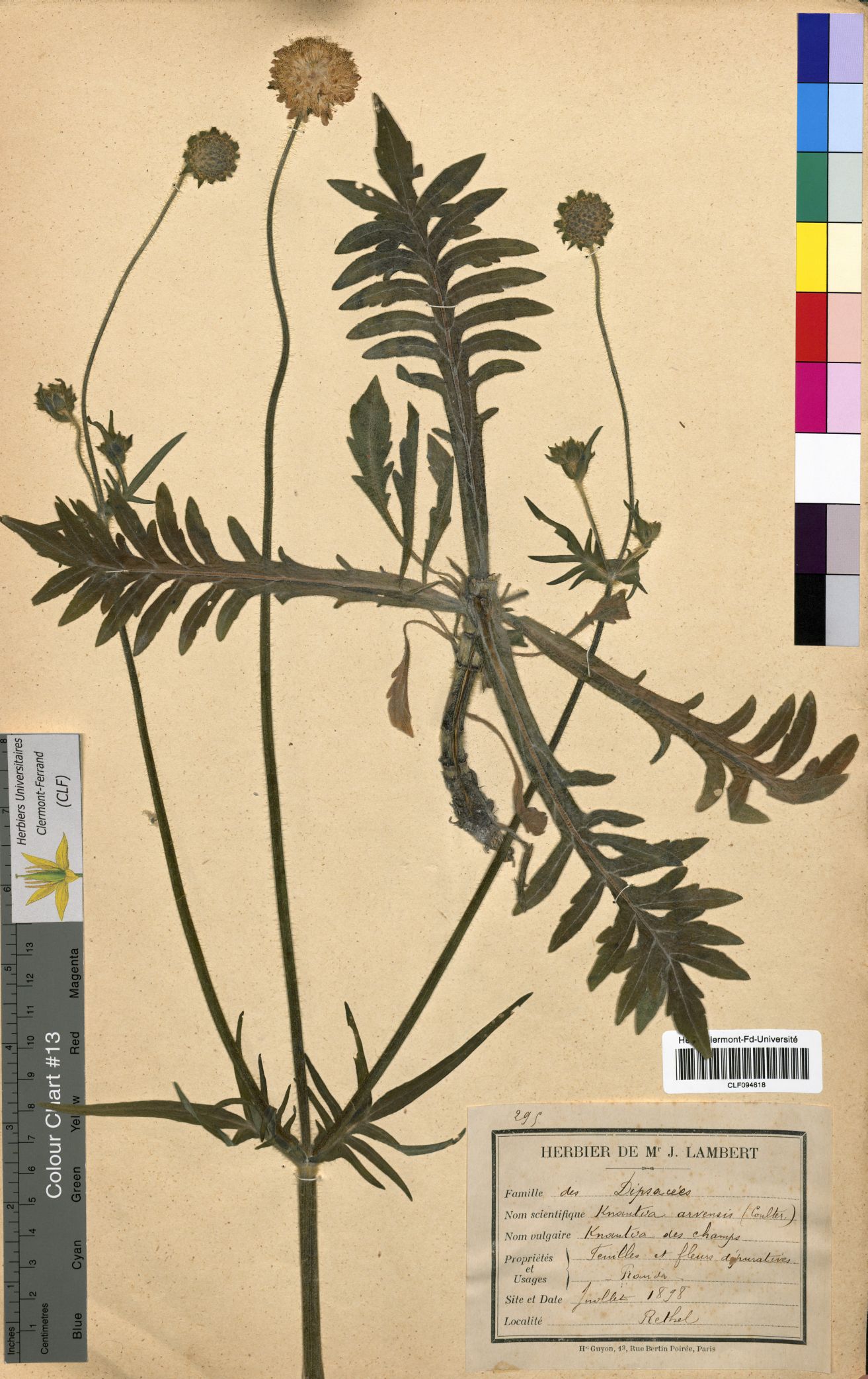 Knautia arvensis CLF094618