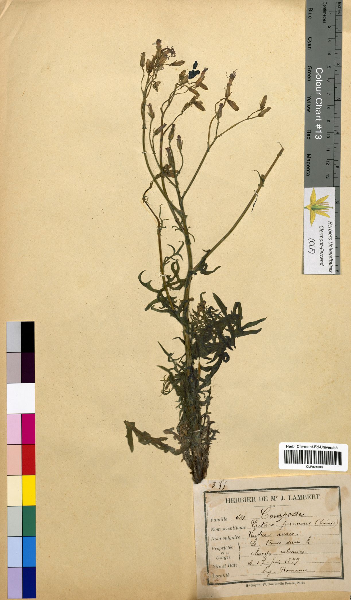 Lactuca perennis CLF094630