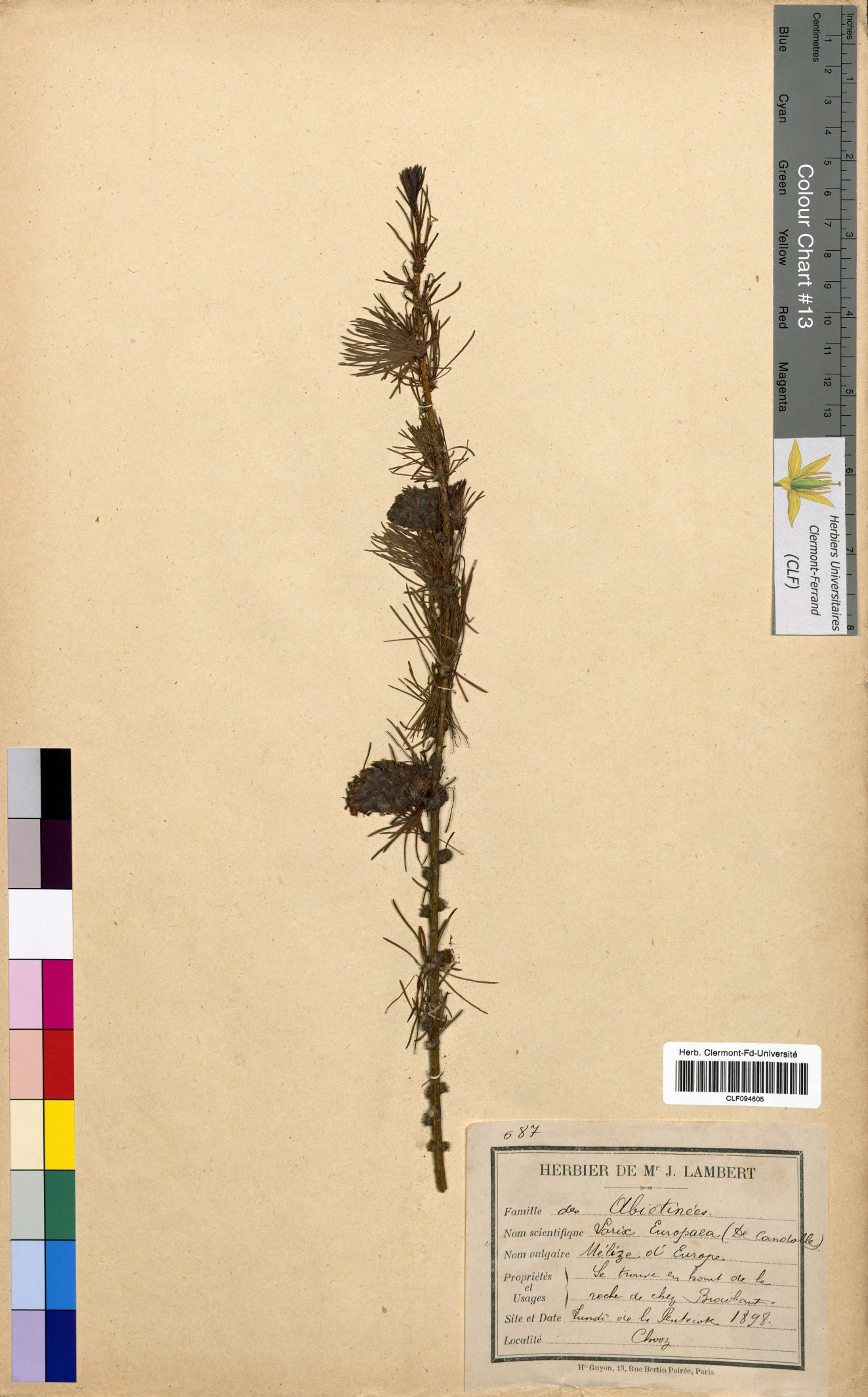 Larix europaea CLF094605