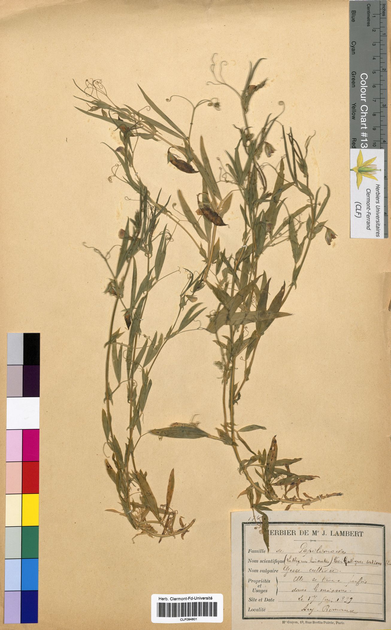 Lathyrus sativus CLF094801.1