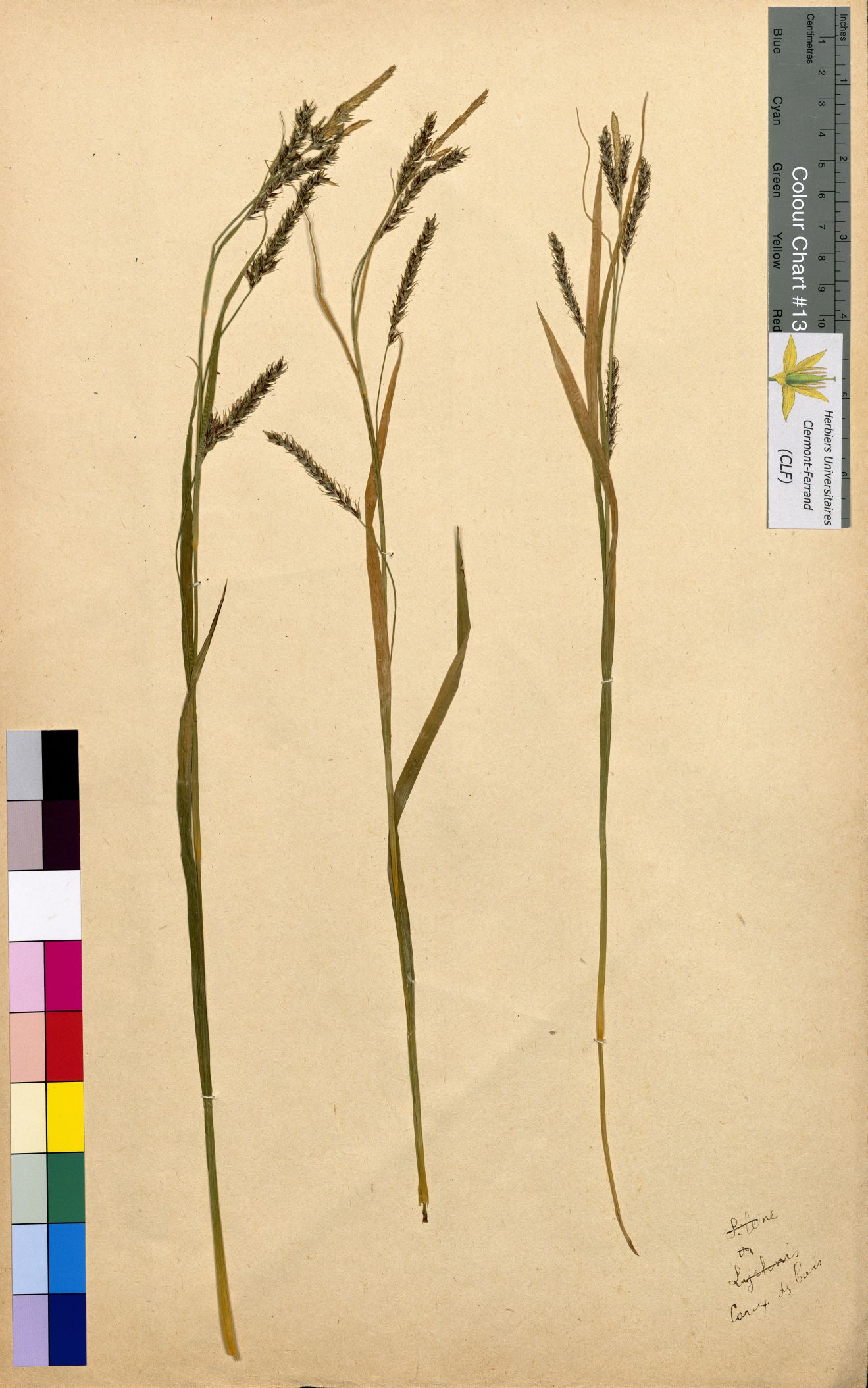 Lathyrus sativus CLF094801.2