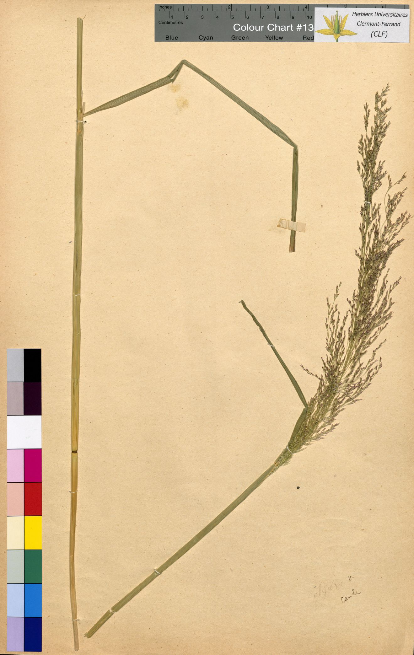 Lathyrus sativus CLF094801.3