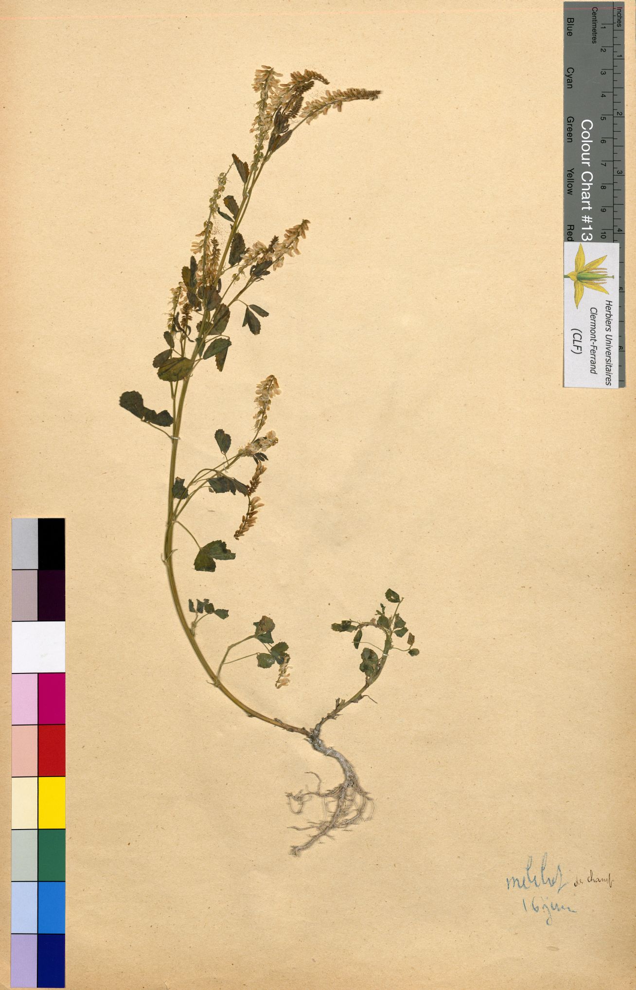 Lathyrus sativus CLF094801.5