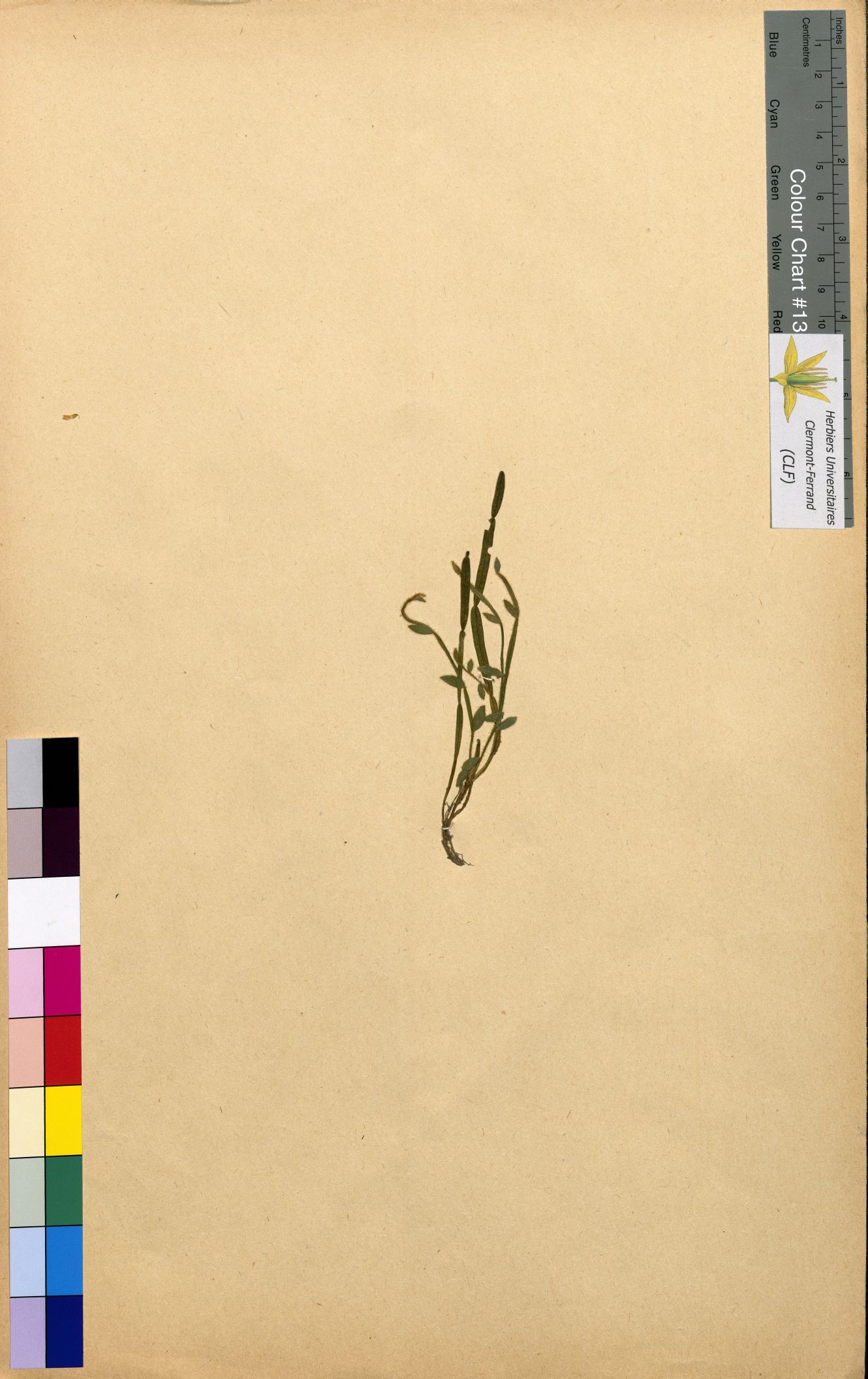 Lathyrus sativus CLF094801.7