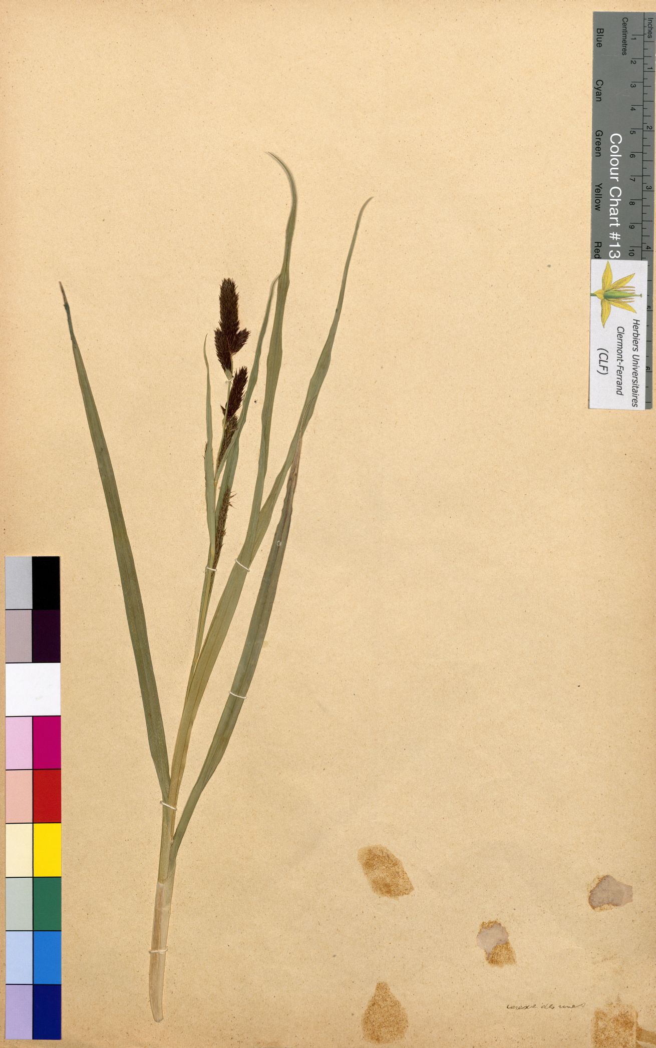 Lathyrus sativus CLF094801.8