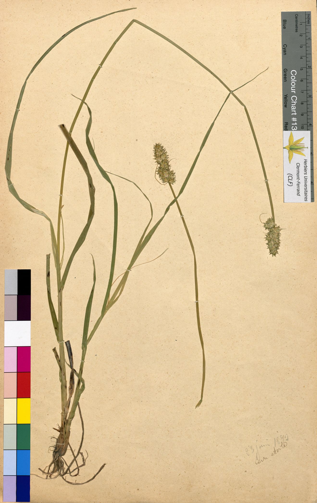 Lathyrus sativus CLF094801.9