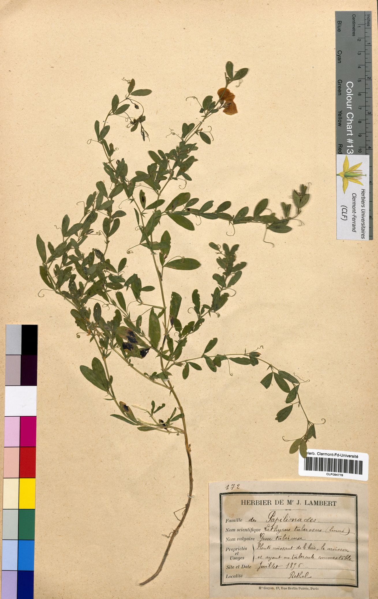 Lathyrus tuberosus CLF094778