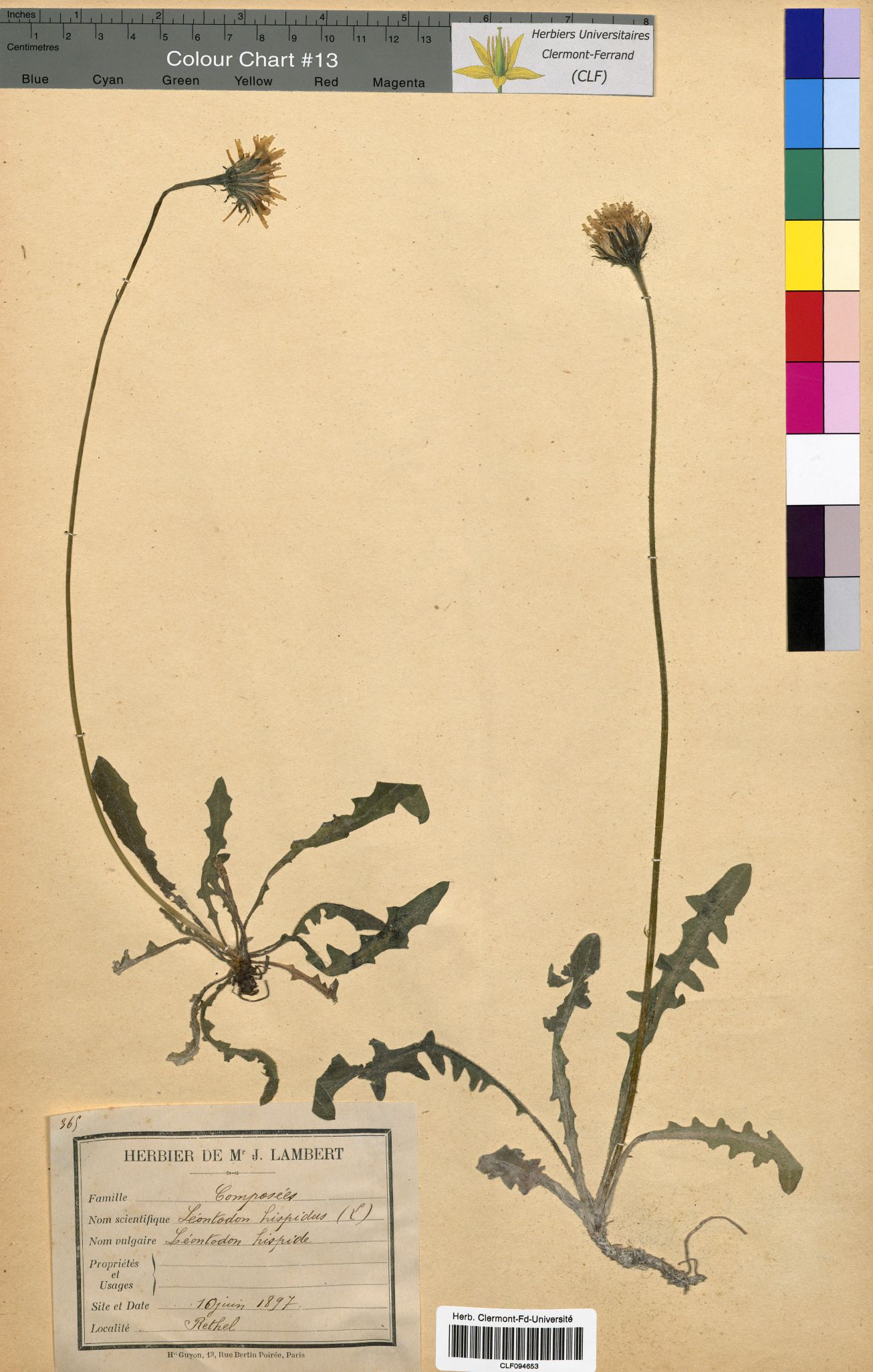 Leontodon hispidus CLF094653
