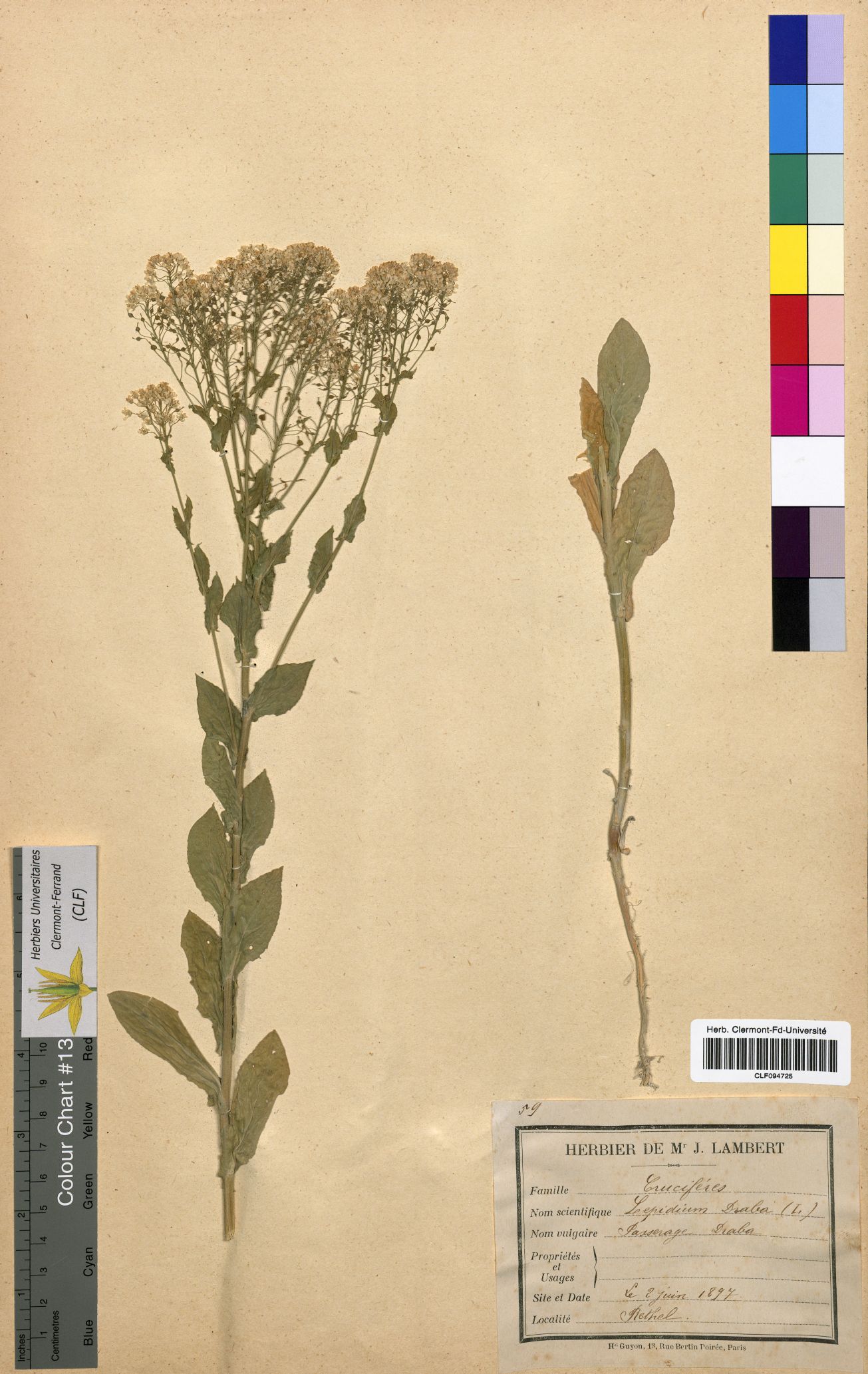 Lepidium draba CLF094725.1