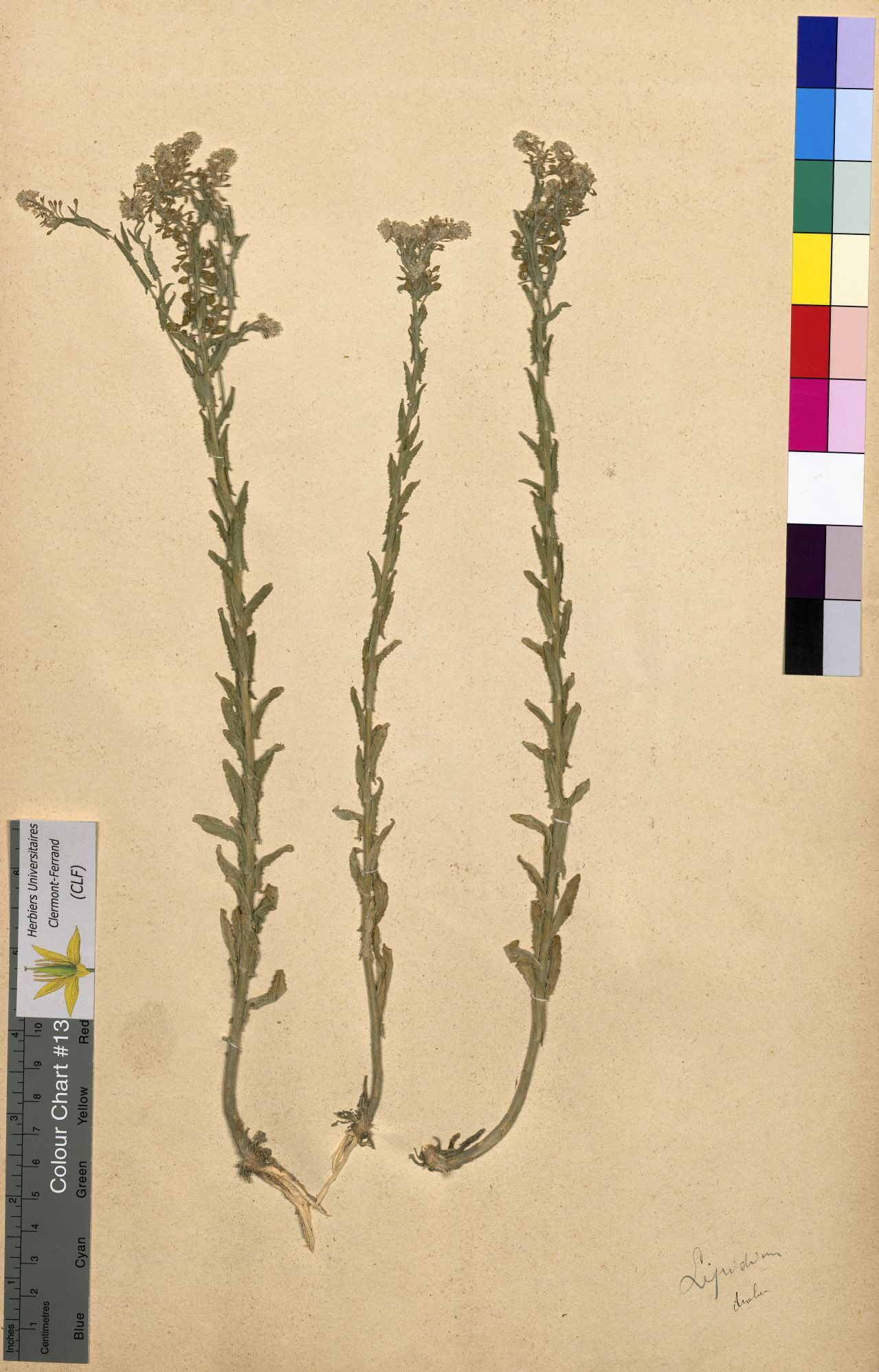 Lepidium draba CLF094725.2