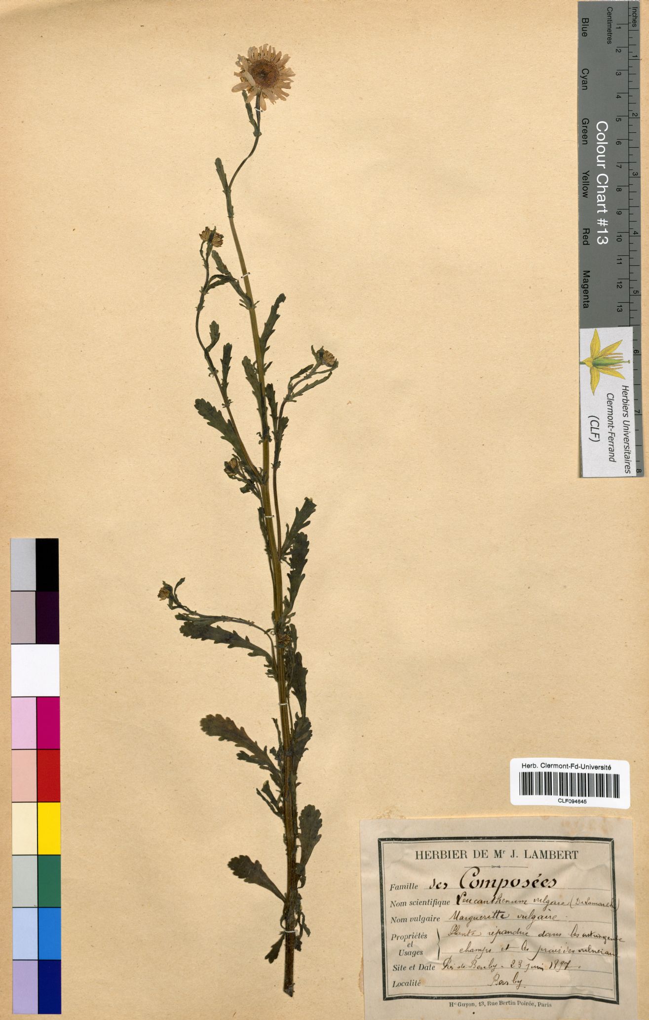 Leucanthemur vulgare CLF094645