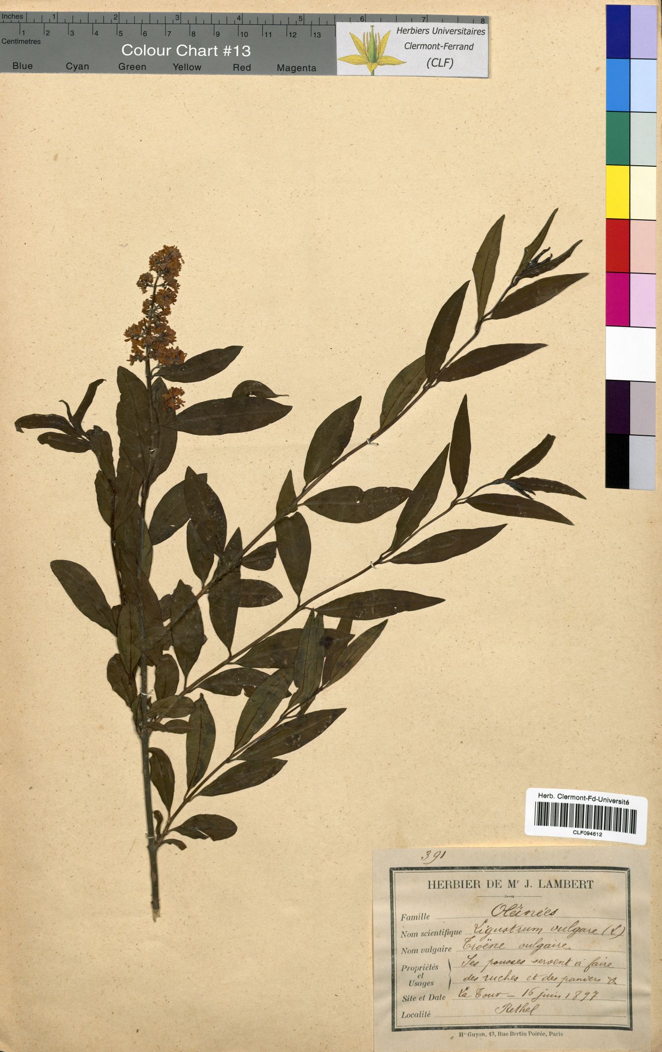 Ligustrum vulgare CLF094612